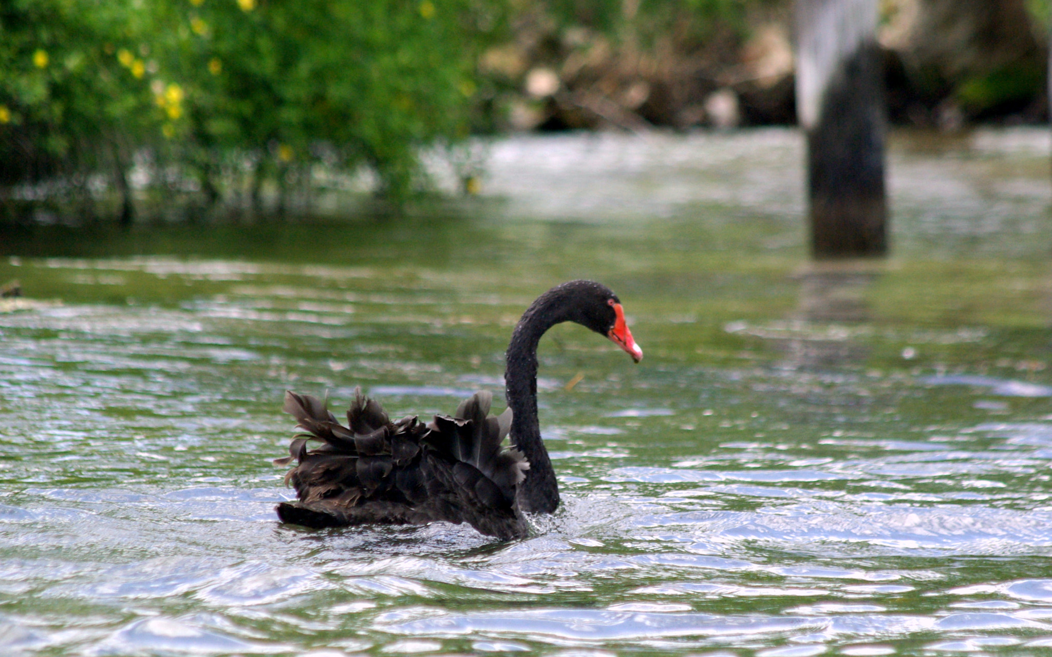 smc PENTAX-FA 80-320mm F4.5-5.6 sample photo. Black swan photography
