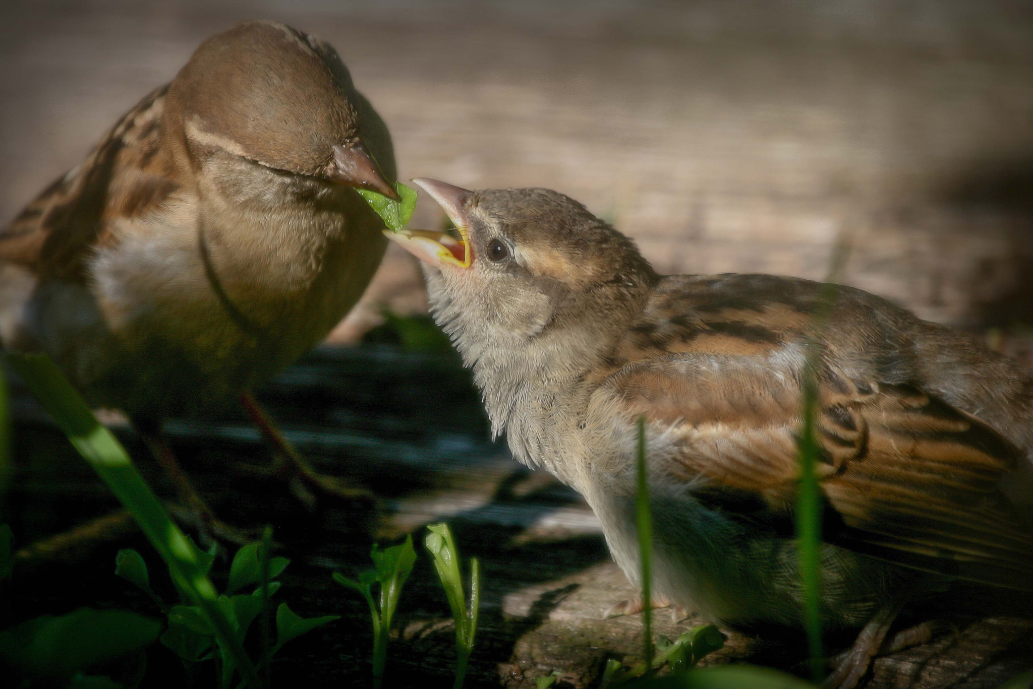 Canon EF 100-400mm F4.5-5.6L IS USM sample photo. Eat your veggies! photography