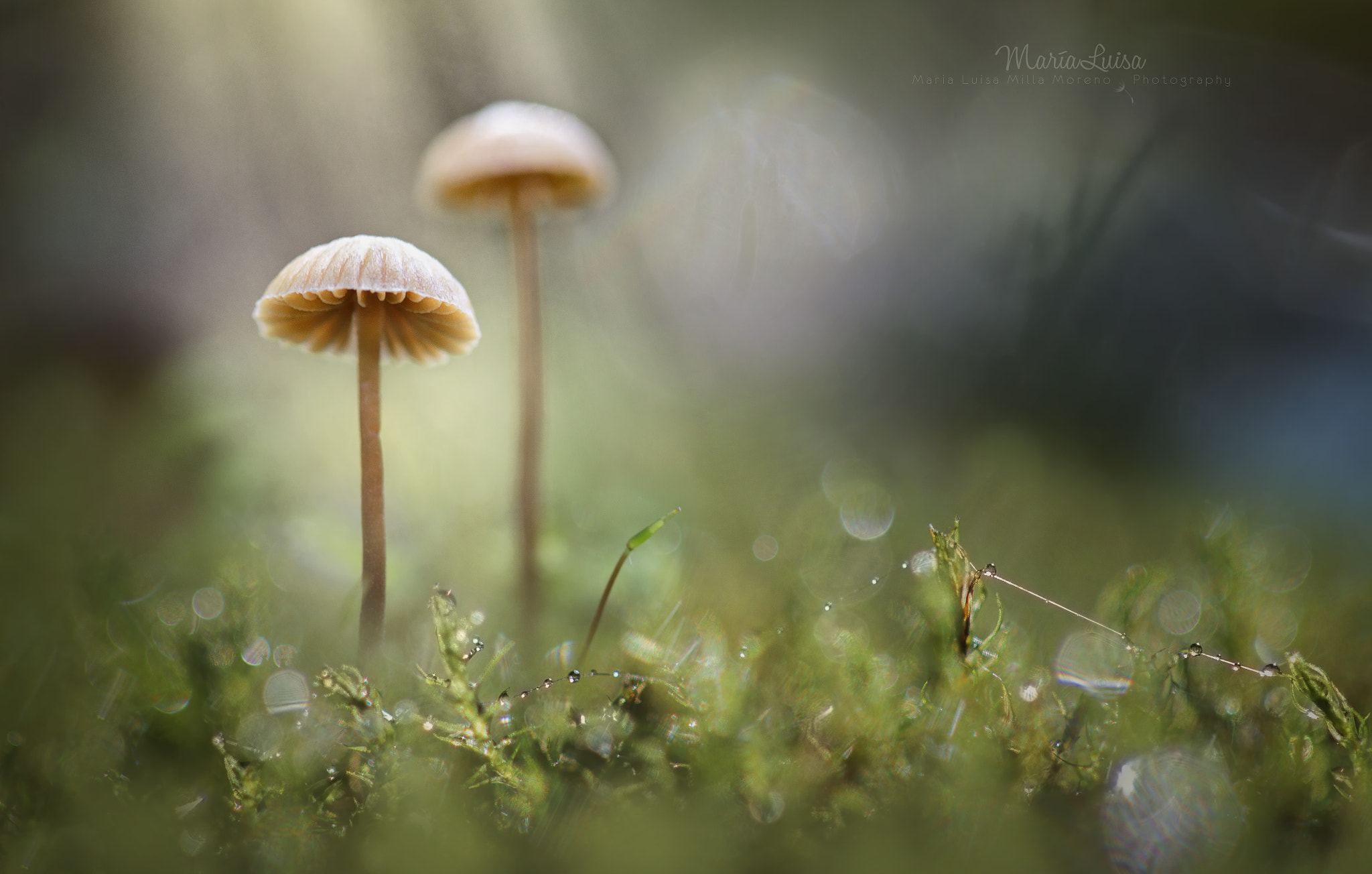 Canon EOS 600D (Rebel EOS T3i / EOS Kiss X5) + Canon EF 100mm F2.8 Macro USM sample photo. Deep into the forest photography
