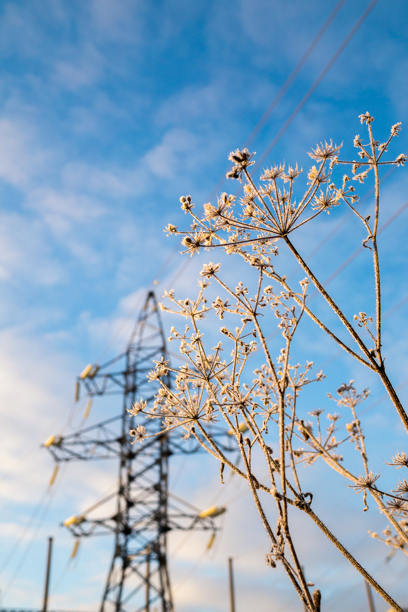 Sony Alpha a5000 (ILCE 5000) + Sony Sonnar T* E 24mm F1.8 ZA sample photo. Wired frost photography