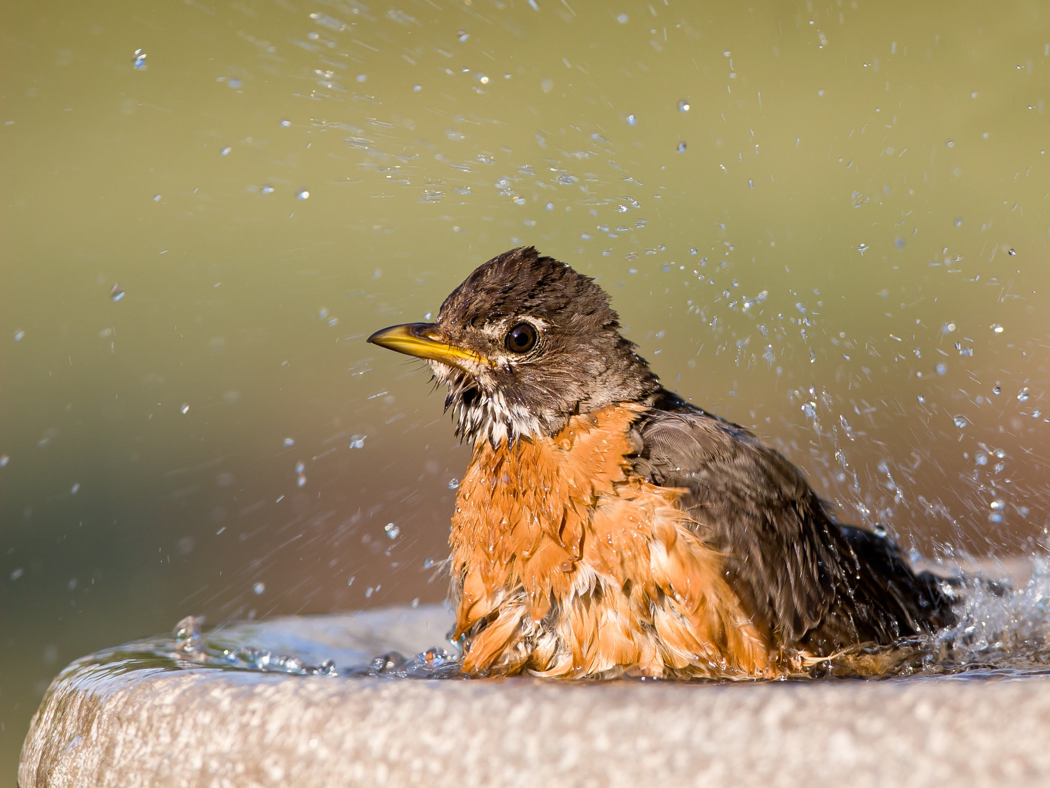 Canon EF 600mm F4L IS USM sample photo. Splish splash photography