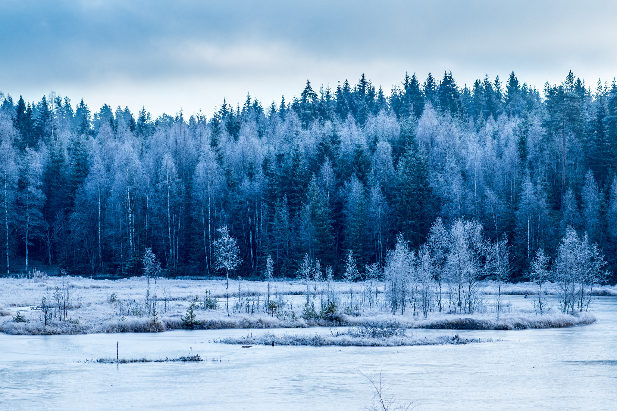 Canon EOS 70D + Canon EF 100mm F2.0 USM sample photo. Frozen forest photography