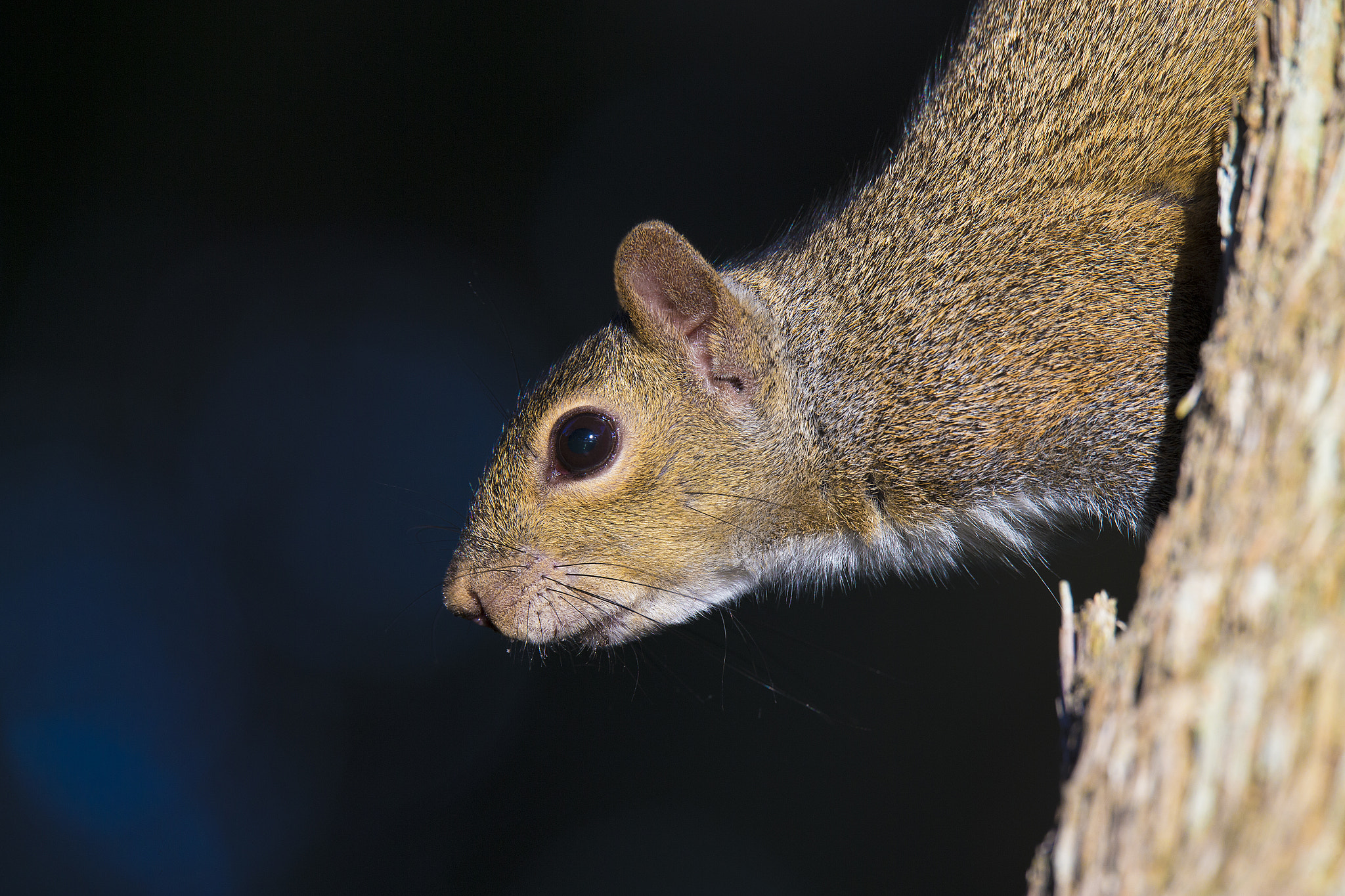 Sigma 150-600mm F5-6.3 DG OS HSM | C sample photo. Squirrel in tree photography