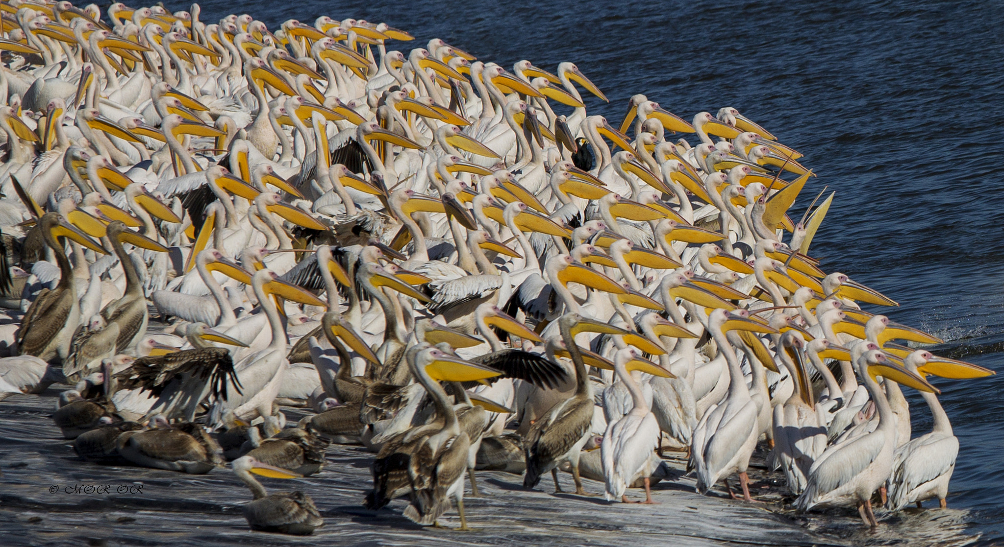 Sigma 70-200mm F2.8 EX DG OS HSM sample photo. Pelicans photography