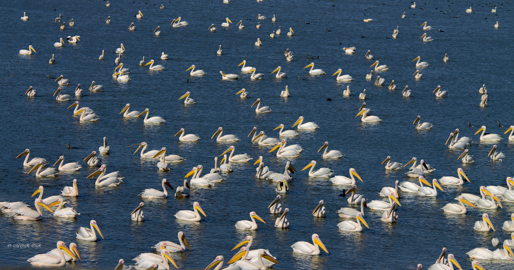 Sigma 70-200mm F2.8 EX DG OS HSM sample photo. Pelicans photography