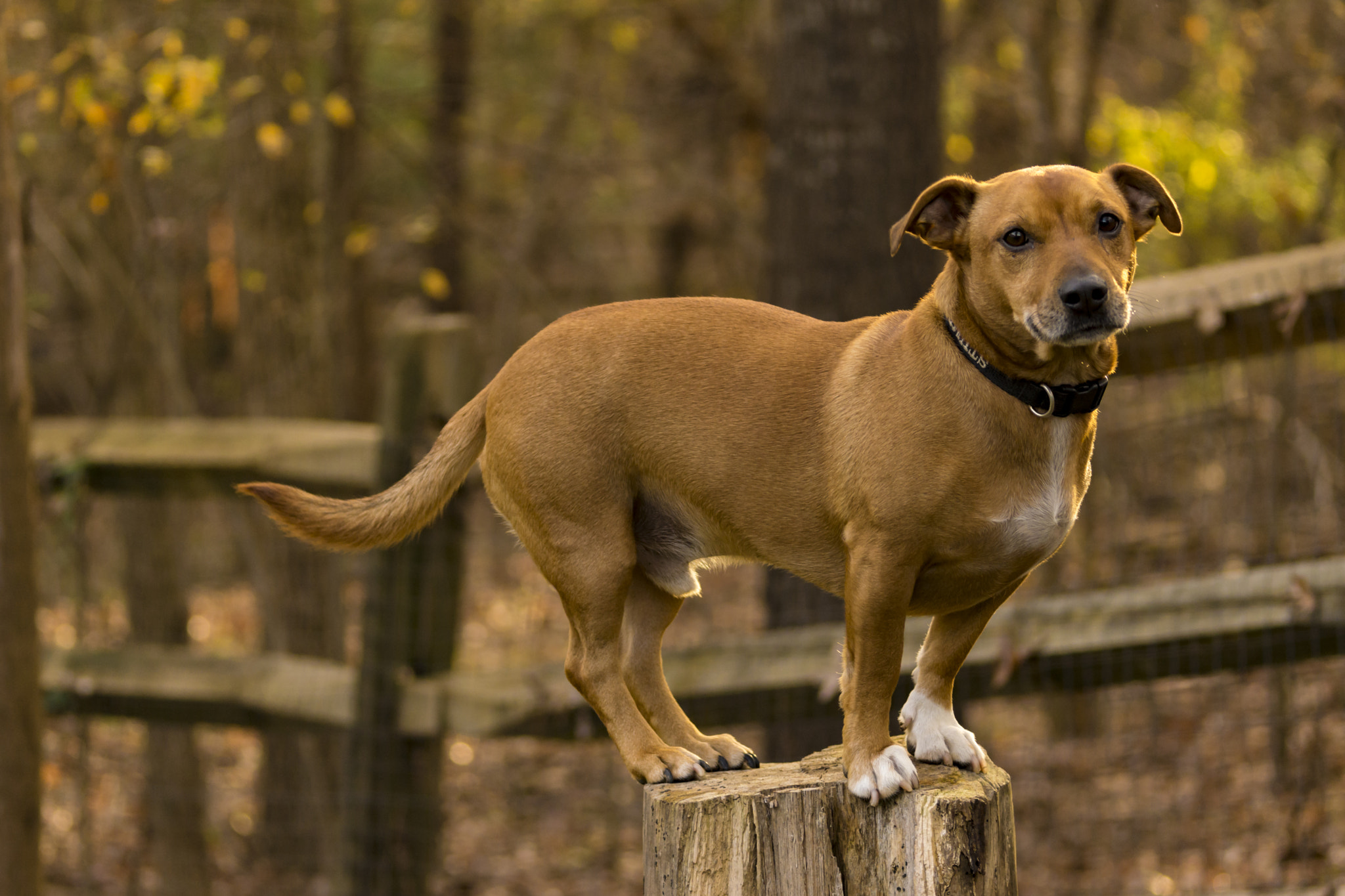 Sony SLT-A77 + Tamron 80-300mm F3.5-6.3 sample photo. Stumpy on a stump photography