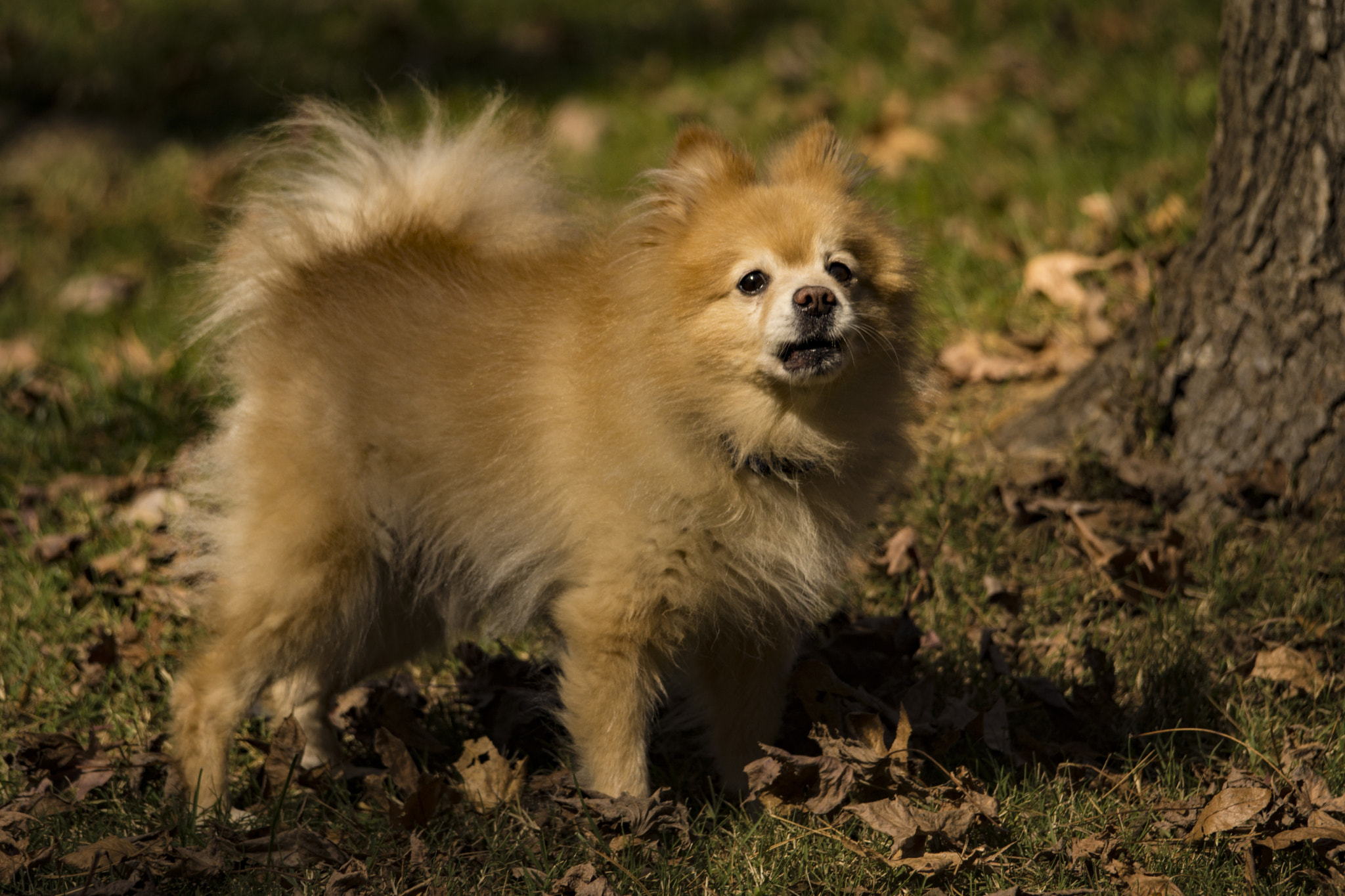Sigma 150-500mm F5-6.3 DG OS HSM sample photo. Teddy 1 photography