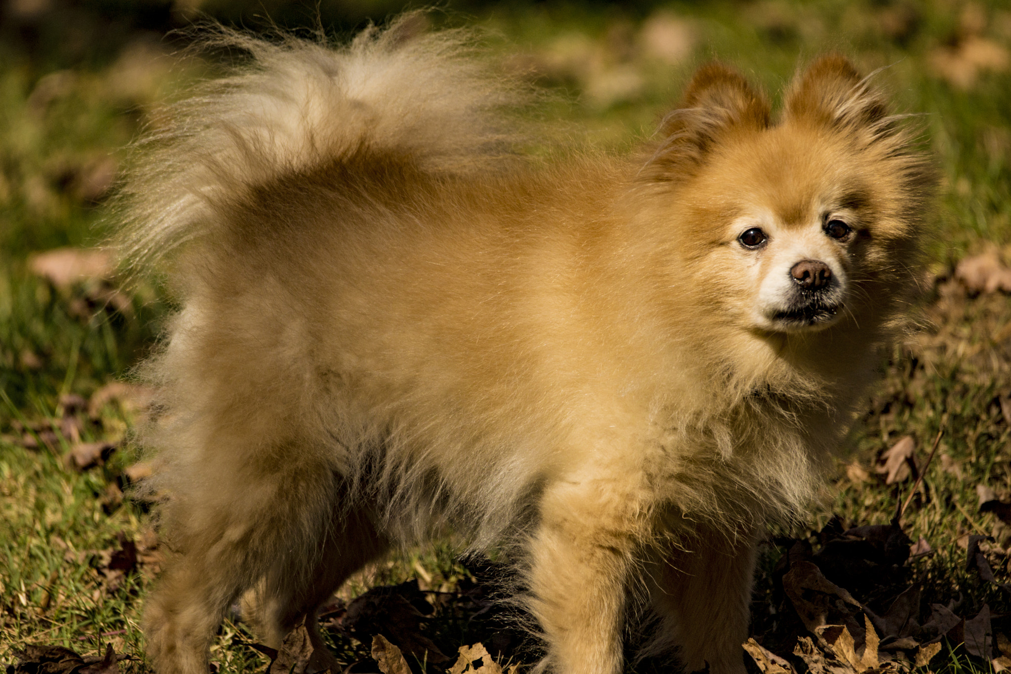 Sigma 150-500mm F5-6.3 DG OS HSM sample photo. Teddy 2 photography