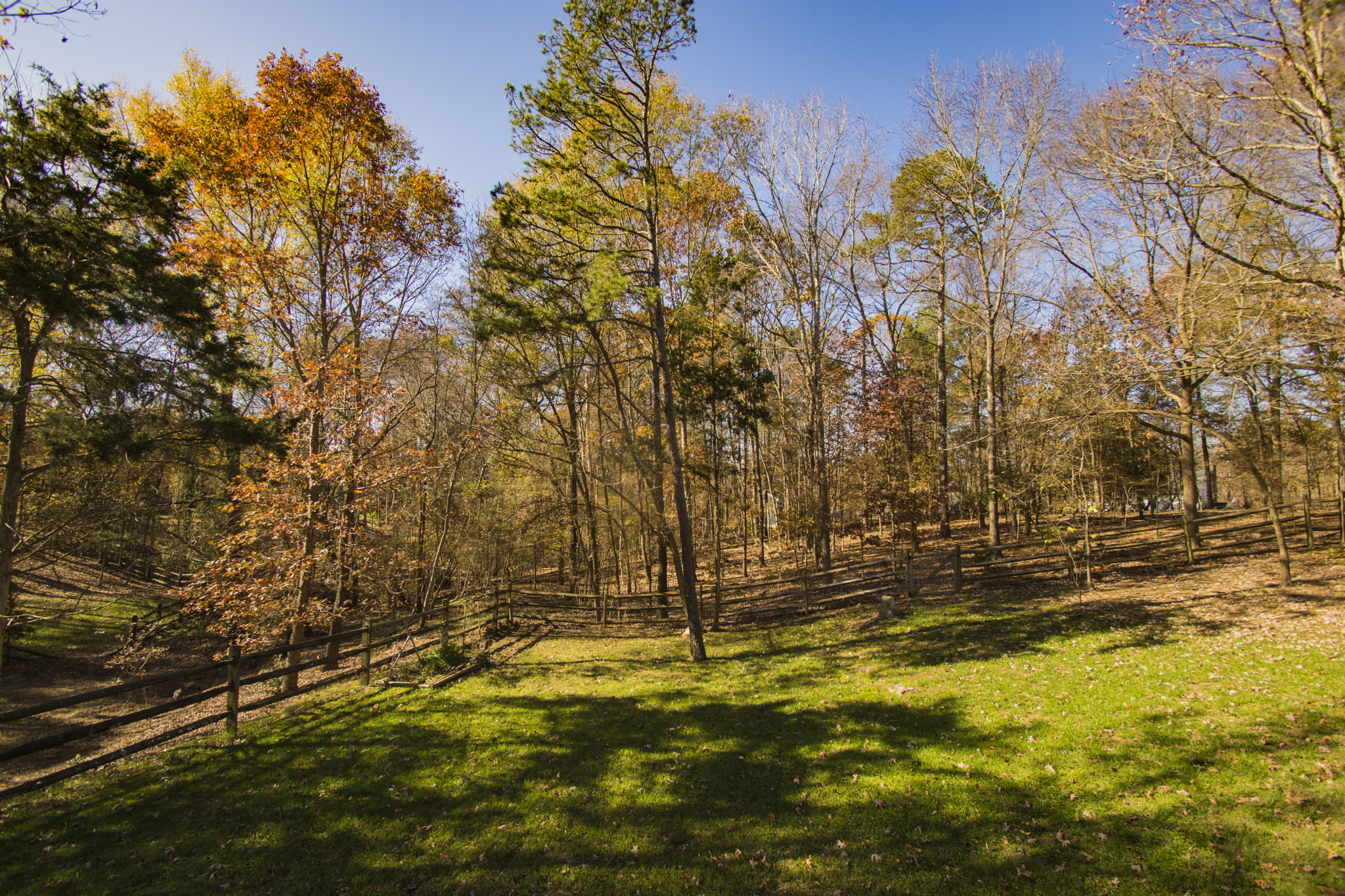 Sony SLT-A77 sample photo. Thanksgiving's backyard photography
