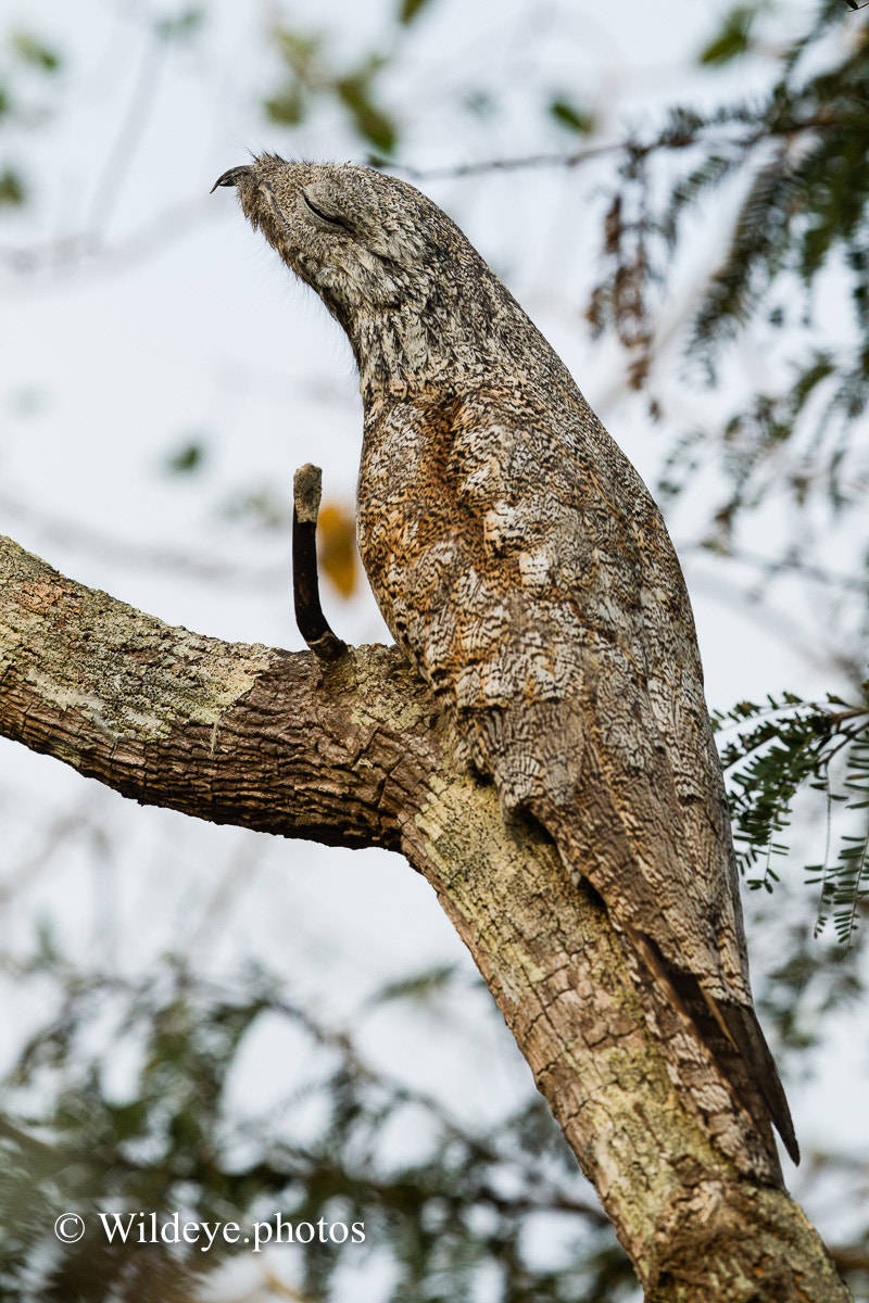 Canon EF 600mm F4L IS II USM sample photo. Great potoo photography