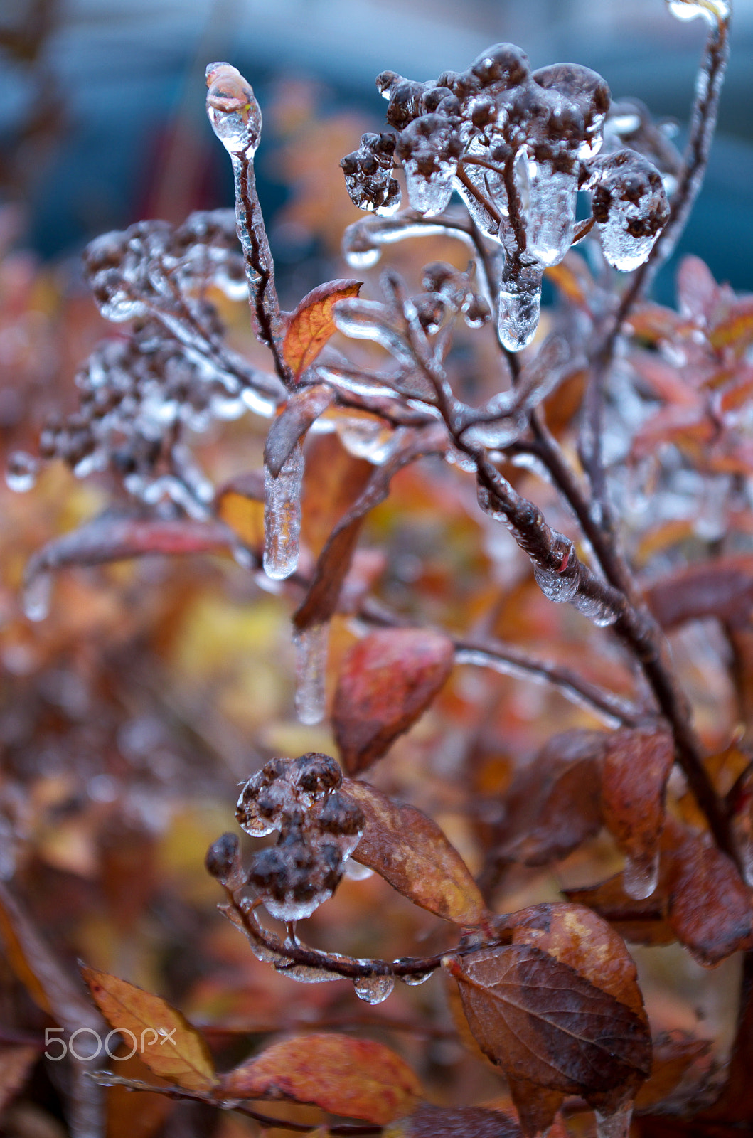 Pentax smc DA 18-55mm F3.5-5.6 AL WR sample photo. Frozen solid photography