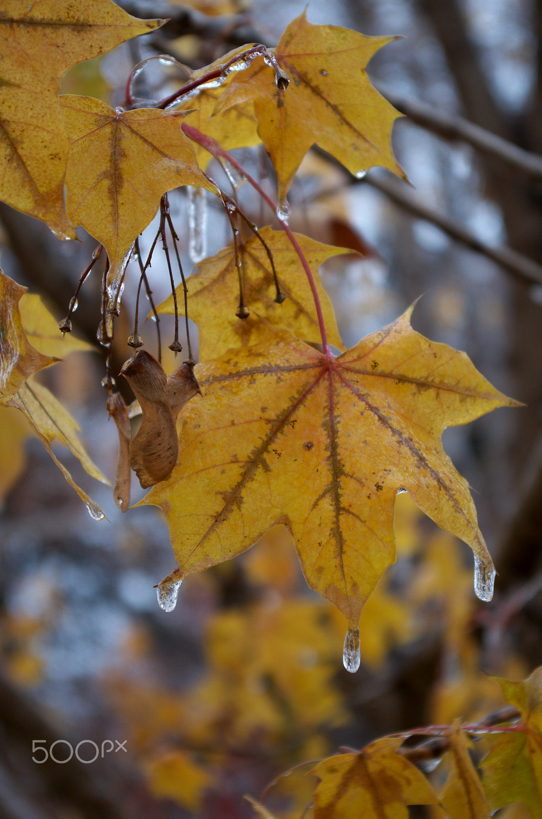 Pentax K-50 + Pentax smc DA 18-55mm F3.5-5.6 AL WR sample photo. Dripping ice photography