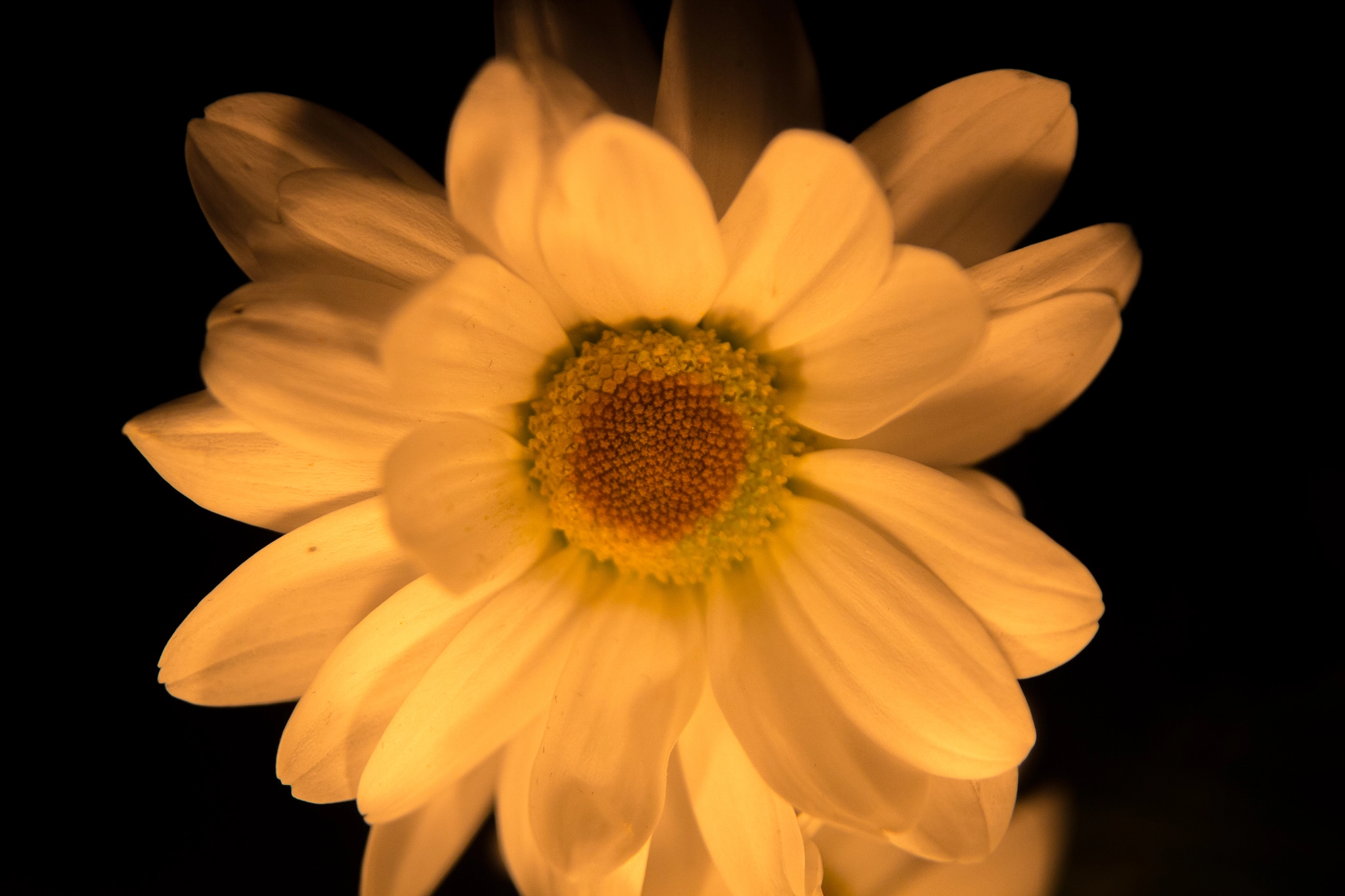 Sigma 17-70mm F2.8-4 DC Macro OS HSM sample photo. White flowers by candlelight photography