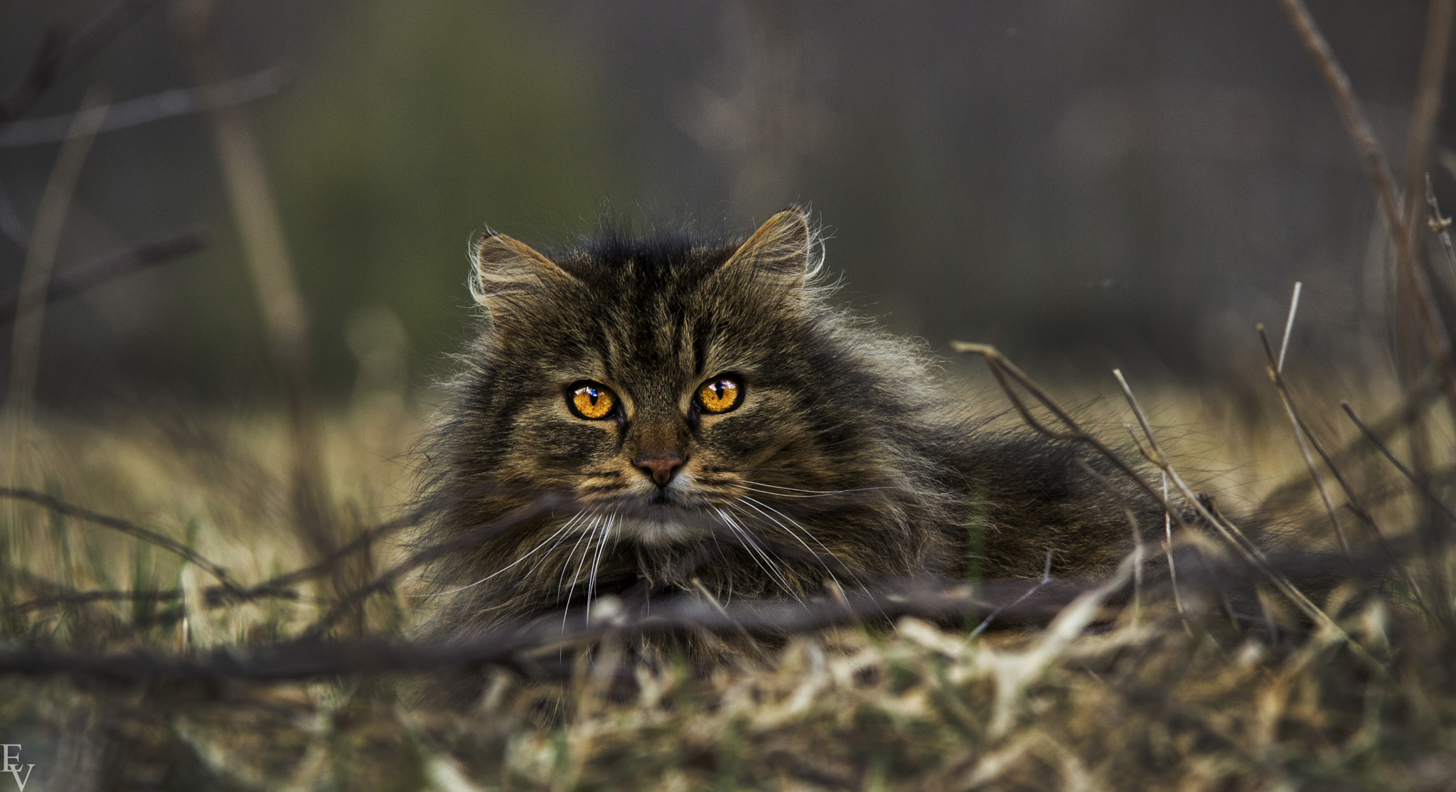 Sigma 70-200mm F2.8 EX DG OS HSM sample photo. Stasjonskatt photography