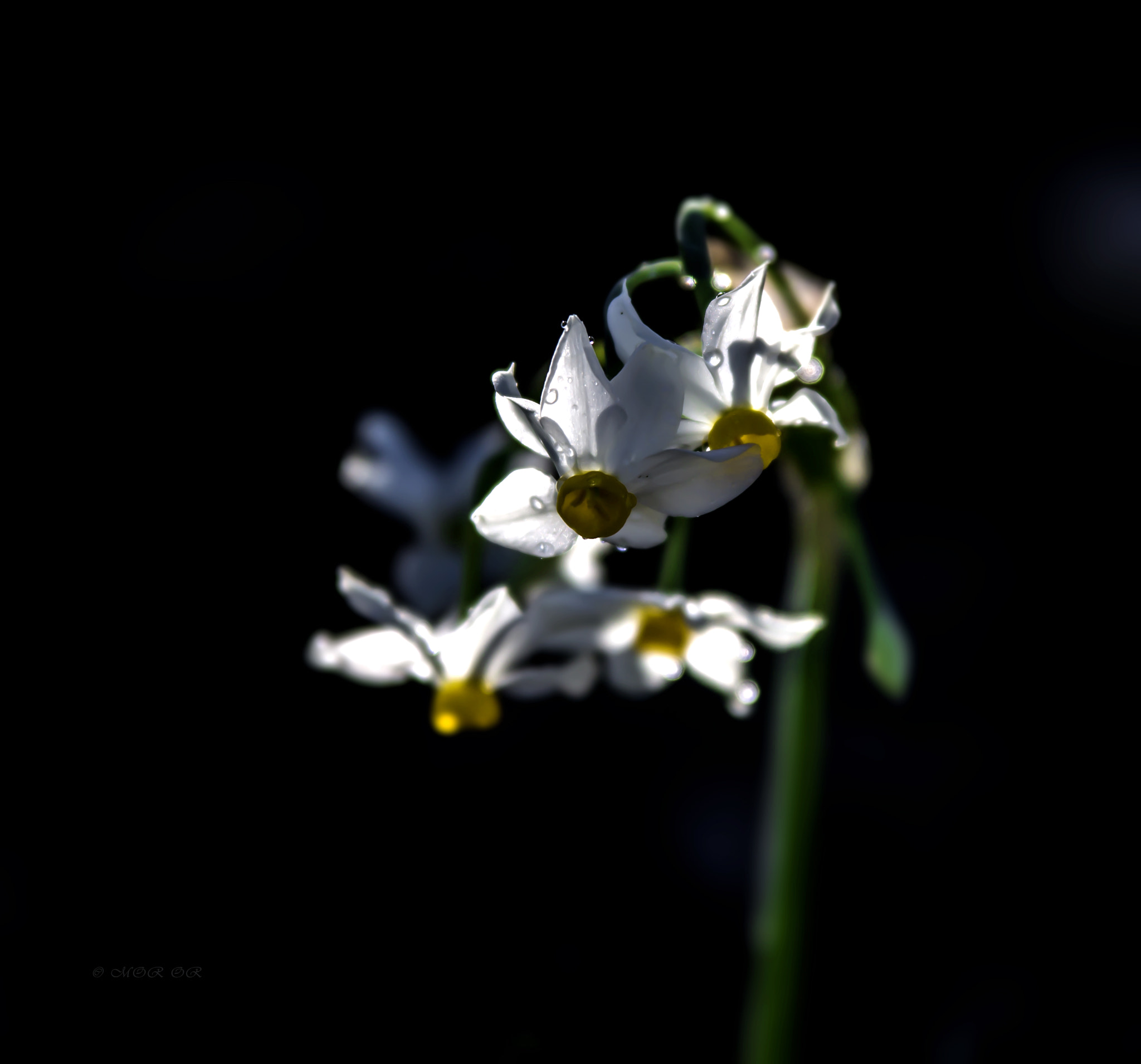 Sigma 70-200mm F2.8 EX DG OS HSM sample photo. Narcissus photography