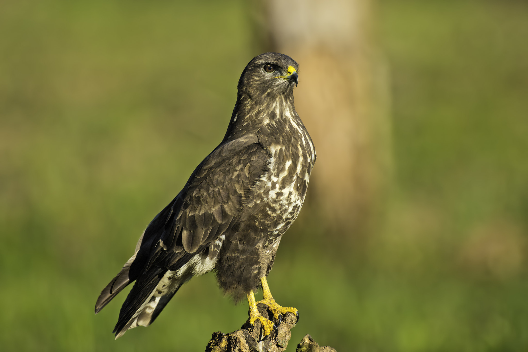 Nikon AF-S Nikkor 500mm F4D ED-IF II sample photo. The raptor photography