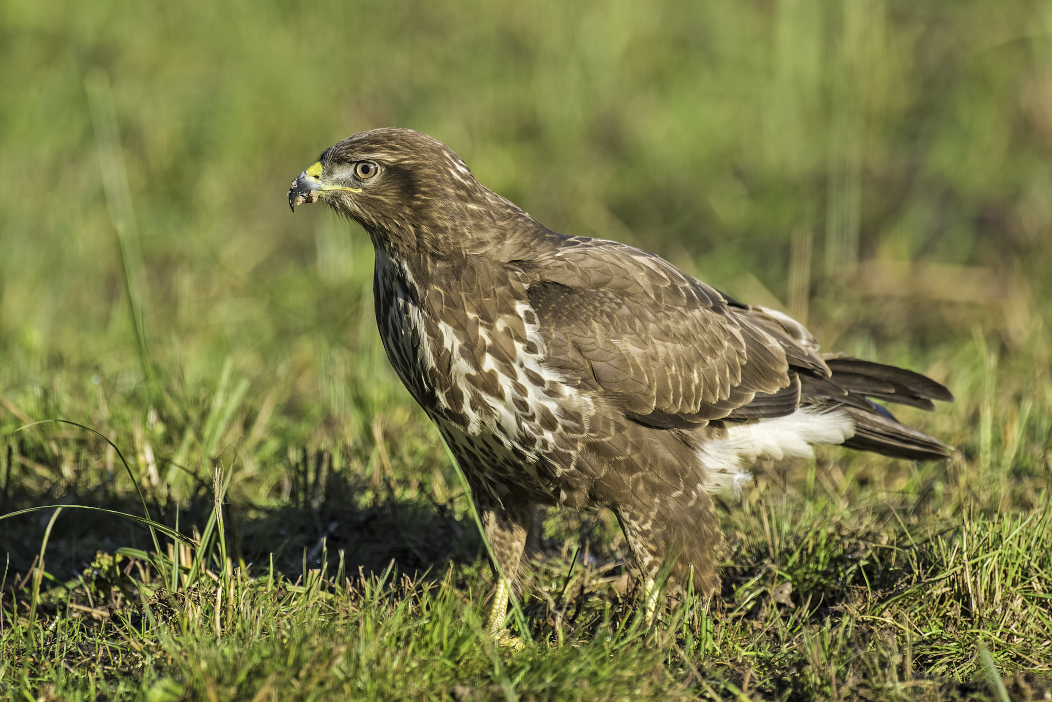 Nikon AF-S Nikkor 500mm F4D ED-IF II sample photo. The raptor photography