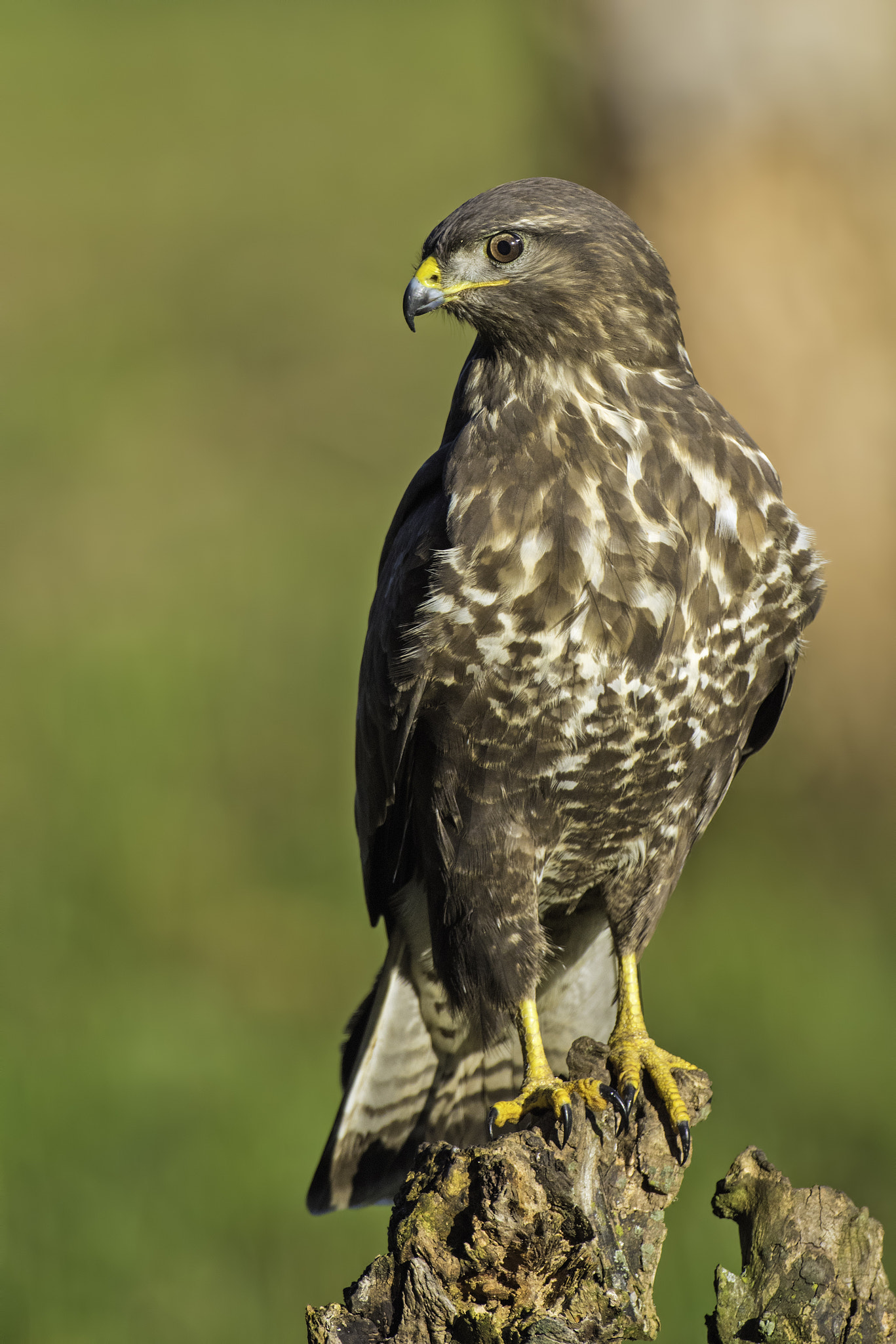 Nikon AF-S Nikkor 500mm F4D ED-IF II sample photo. The raptor photography