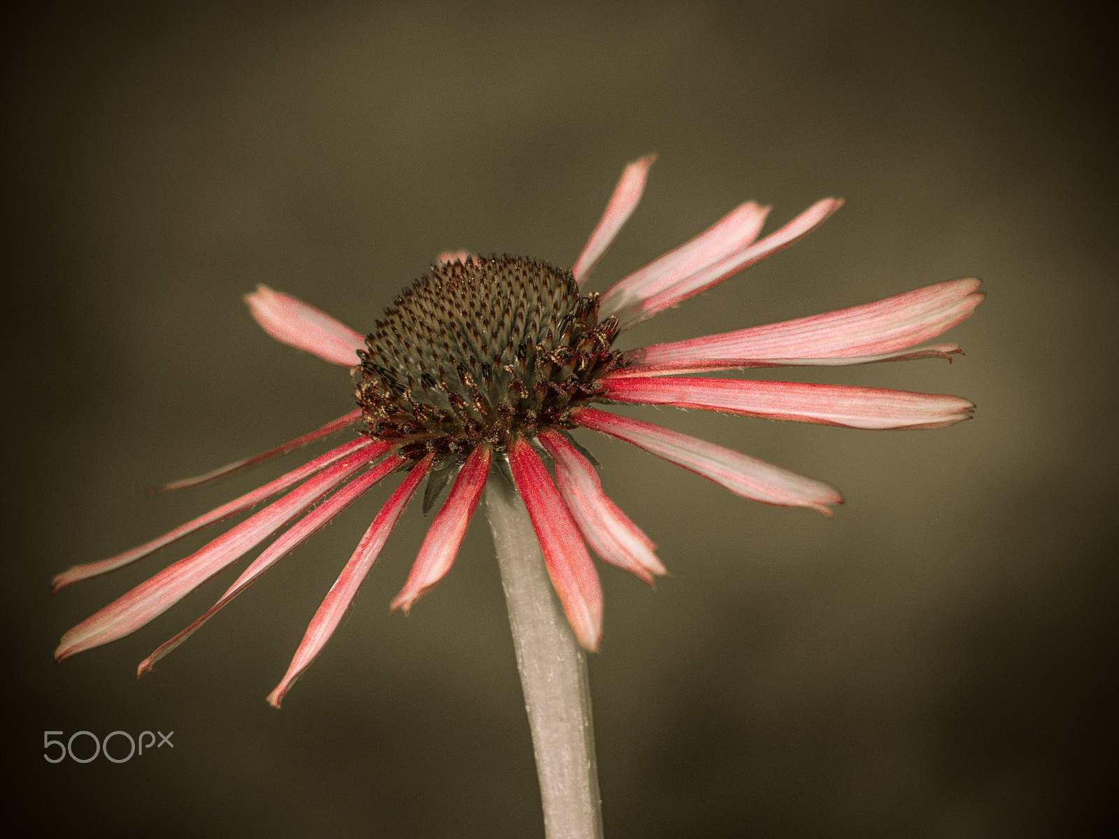 Olympus PEN E-PL5 sample photo. Equinacea flower photography