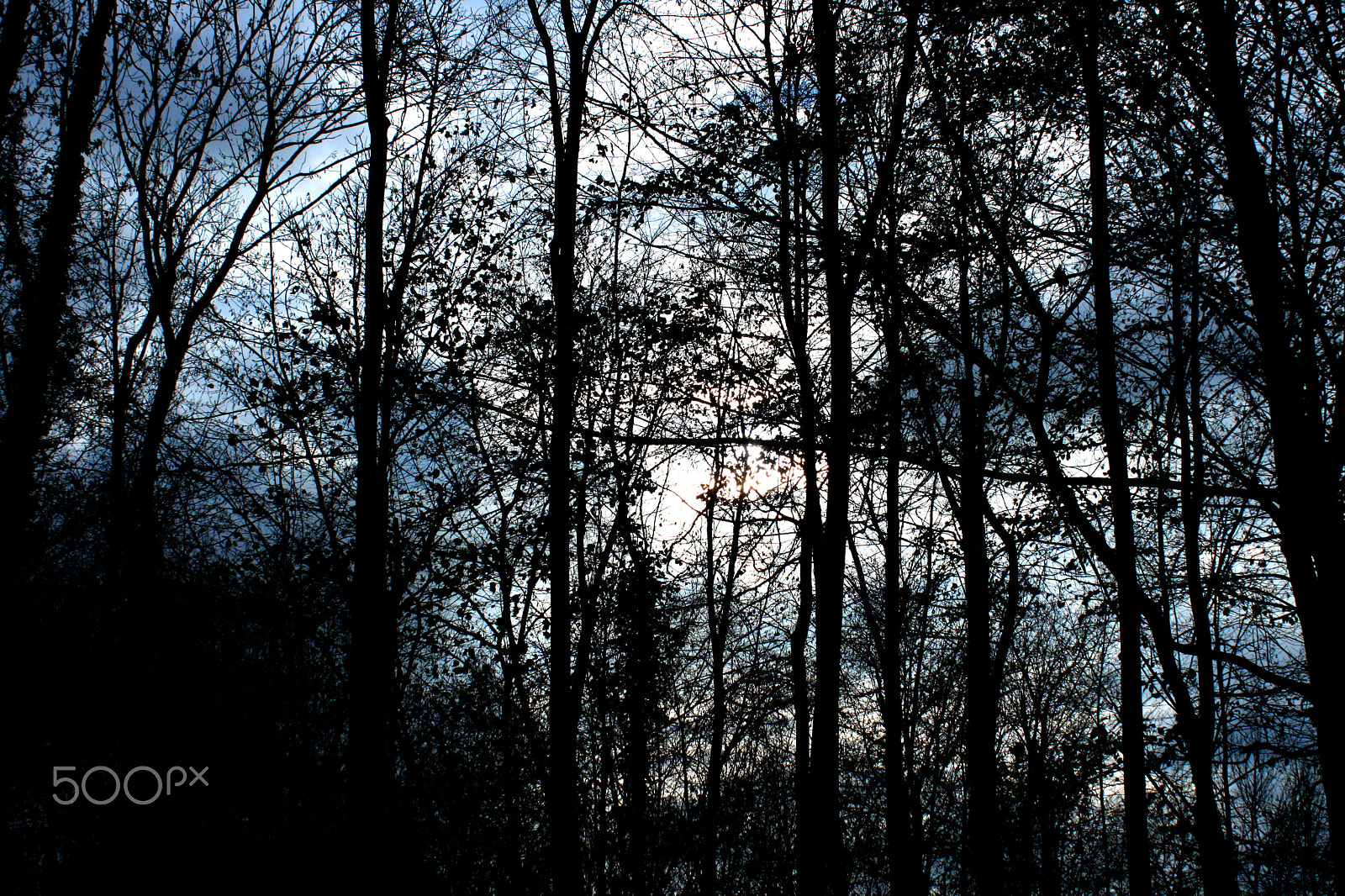 Canon EF 28-80mm f/3.5-5.6 sample photo. Forest in winter.jpg photography