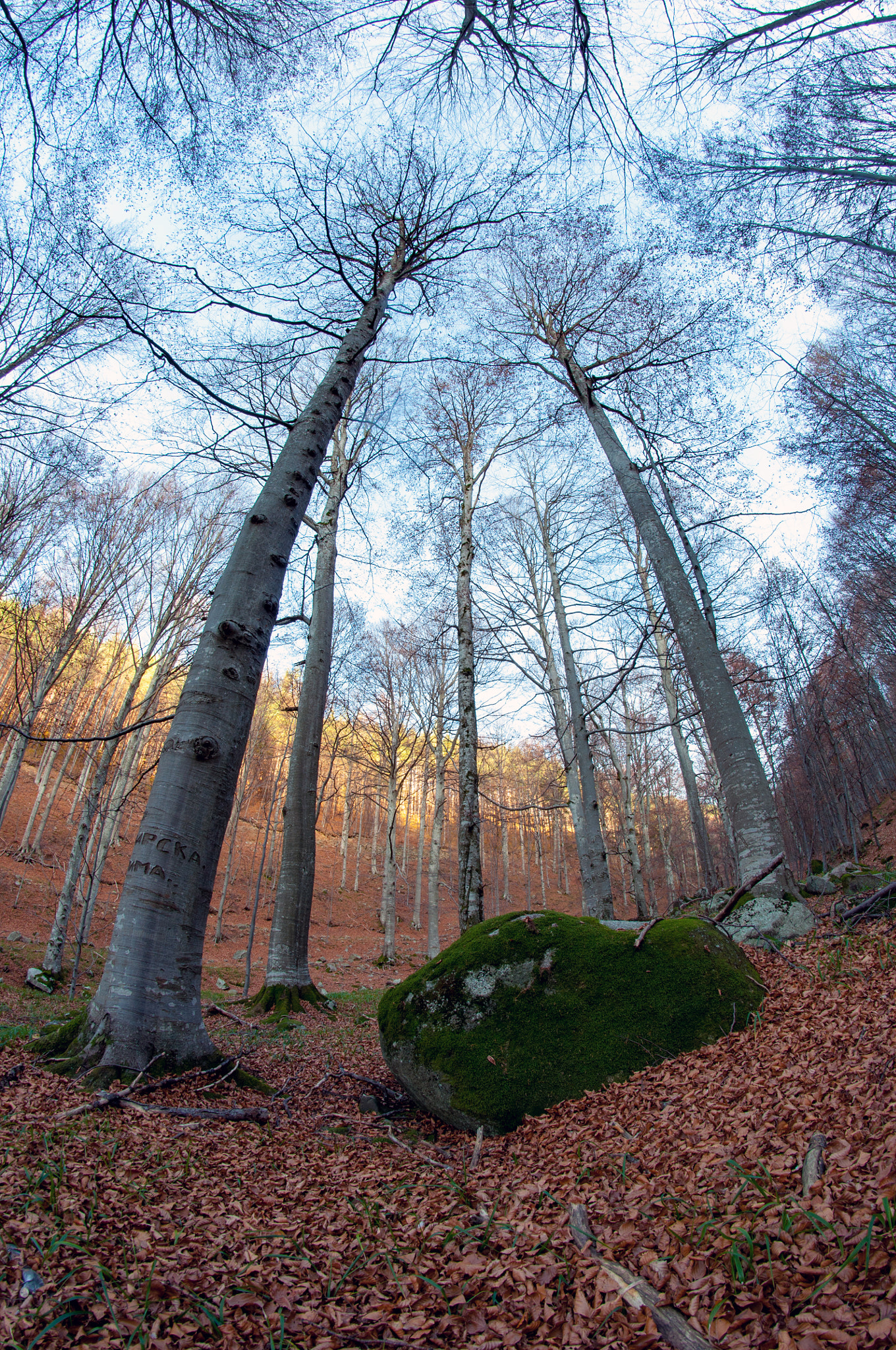 Nikon D90 + Samyang 8mm F3.5 Aspherical IF MC Fisheye sample photo. Moss photography