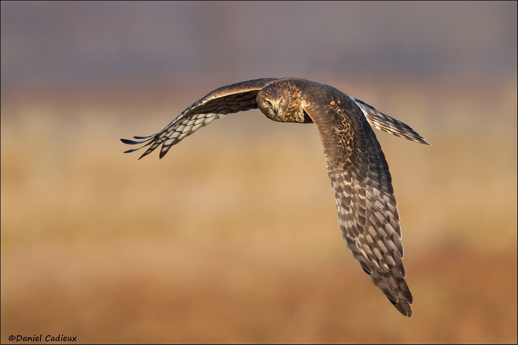 Canon EF 500mm F4L IS II USM sample photo. Female northern harrier photography