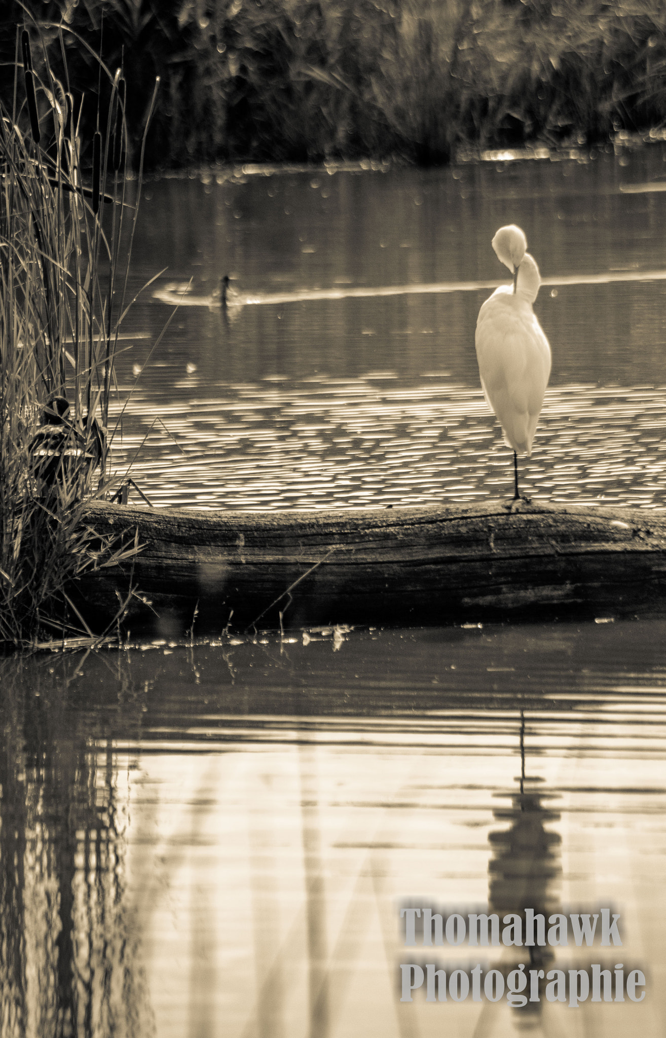 Pentax smc DA 55-300mm F4.0-5.8 ED sample photo. Dancing aigrette. photography