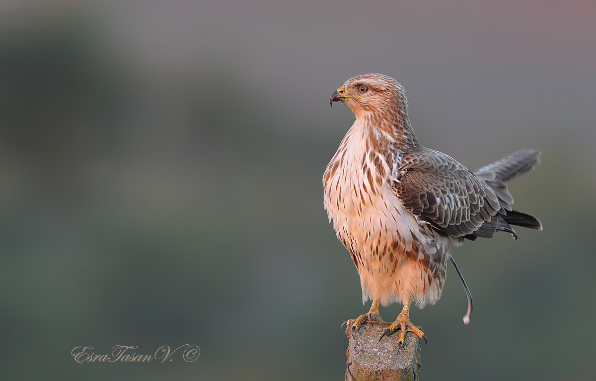 Nikon AF-S Nikkor 600mm F4D ED-IF II sample photo. Long-lagged buzzard / kızılşahin photography