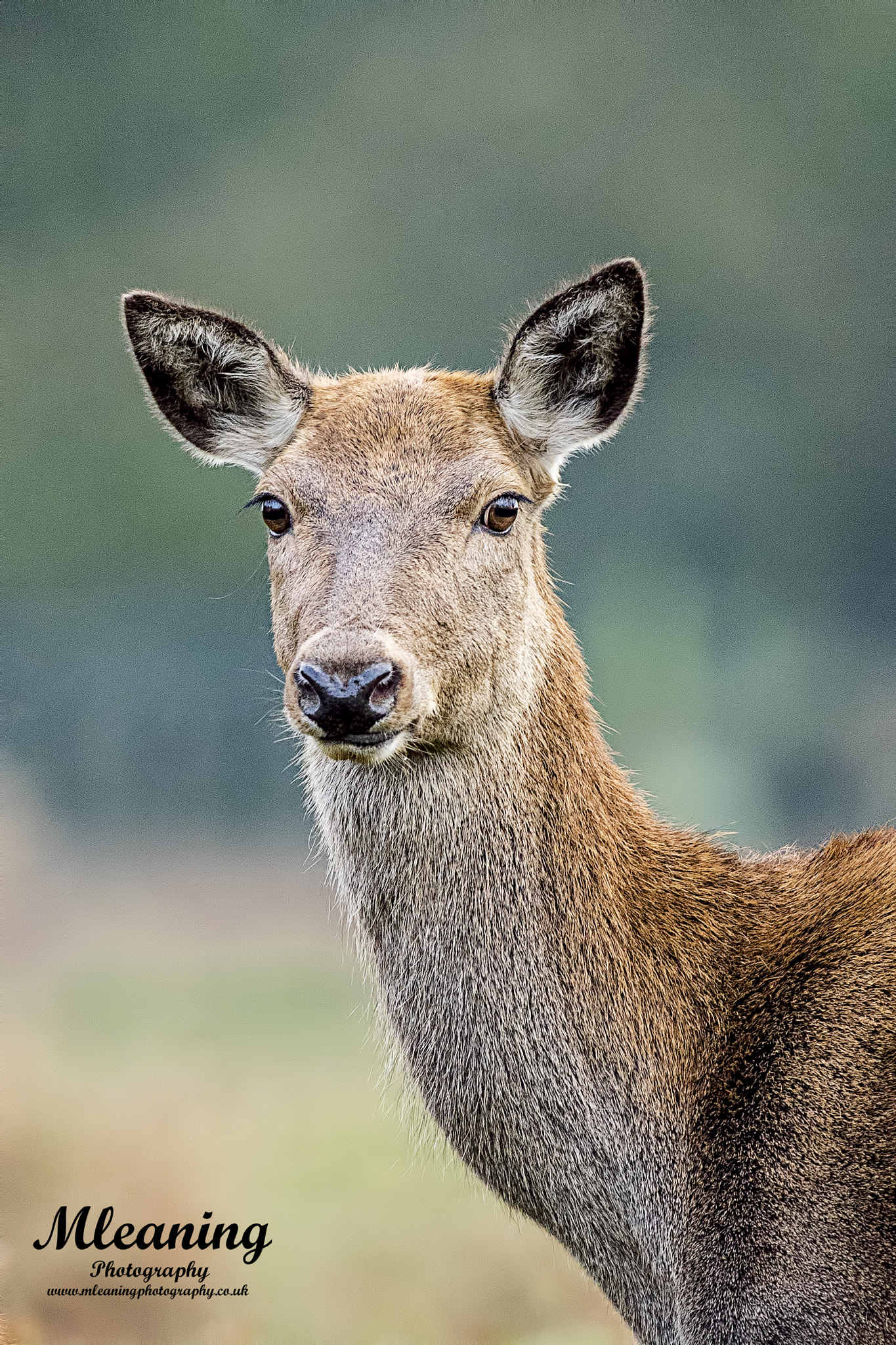 Sony a7 II sample photo. Deer photography