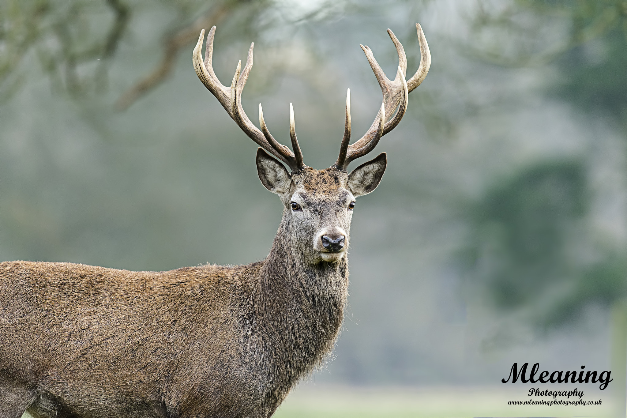 Sony a7 II sample photo. Stag photography
