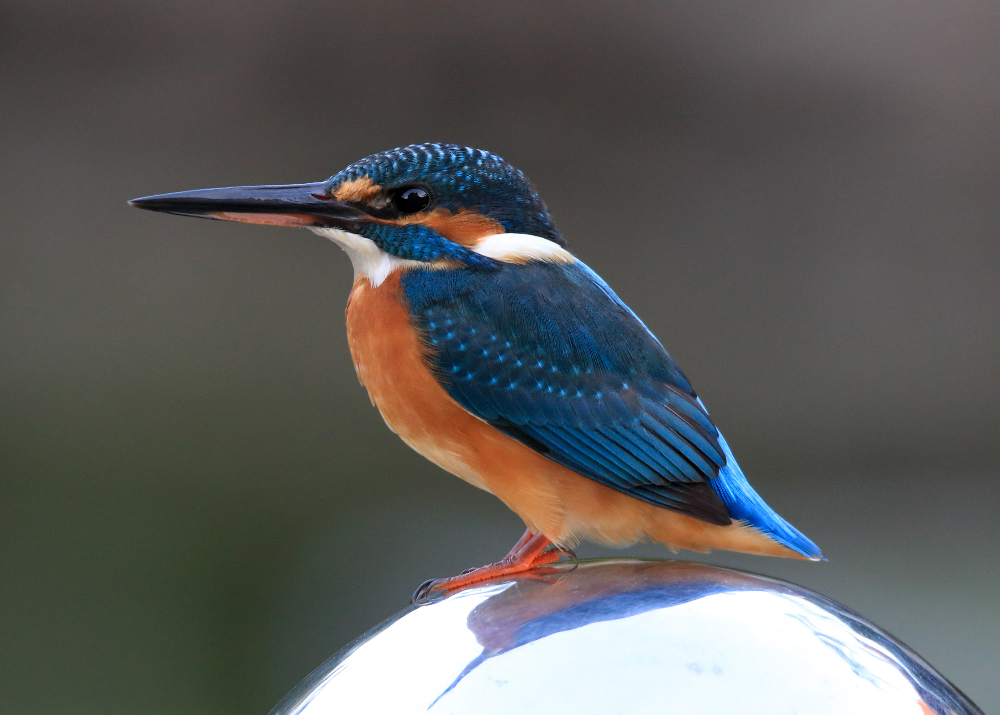 Canon EOS 5DS + Tamron SP 150-600mm F5-6.3 Di VC USD sample photo. Kingfisher photography