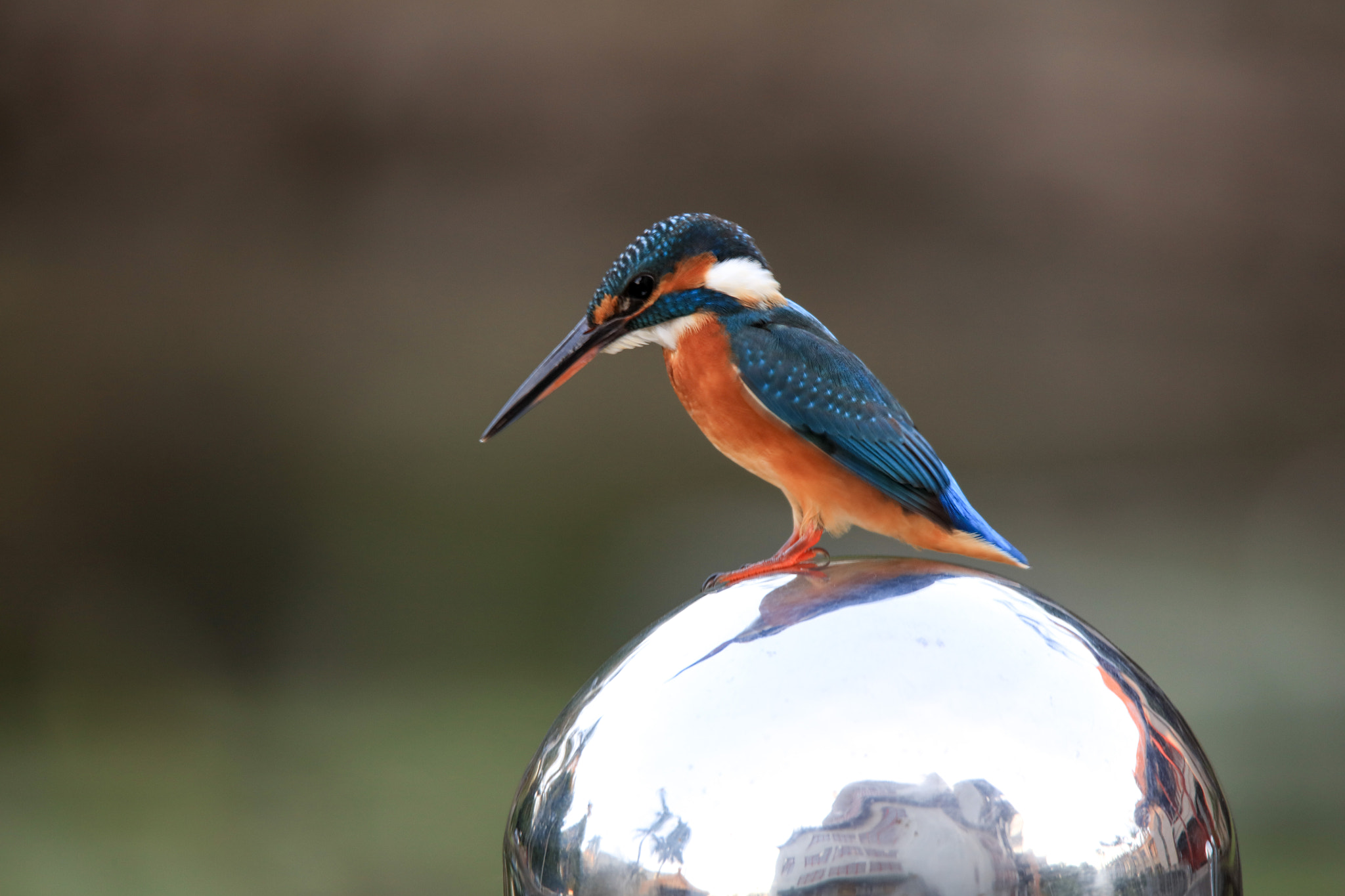 Canon EOS 5DS + Tamron SP 150-600mm F5-6.3 Di VC USD sample photo. Kingfisher photography