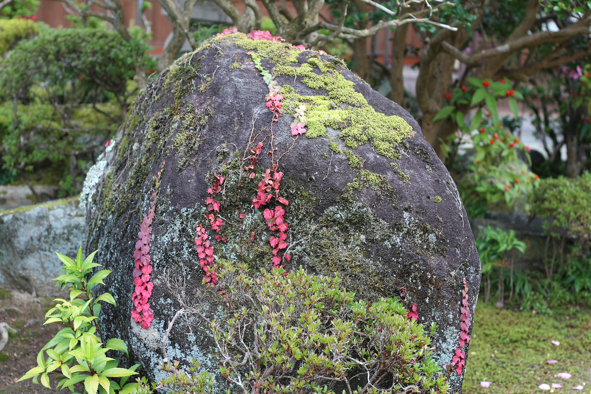 Canon EOS M2 + Canon EF 50mm F1.8 II sample photo. Mossy rock photography