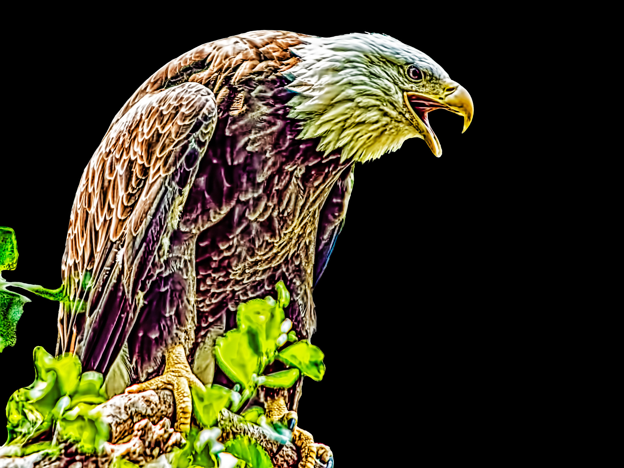 Sigma 70-200mm F2.8 EX DG Macro HSM II sample photo. American bald eagle photography