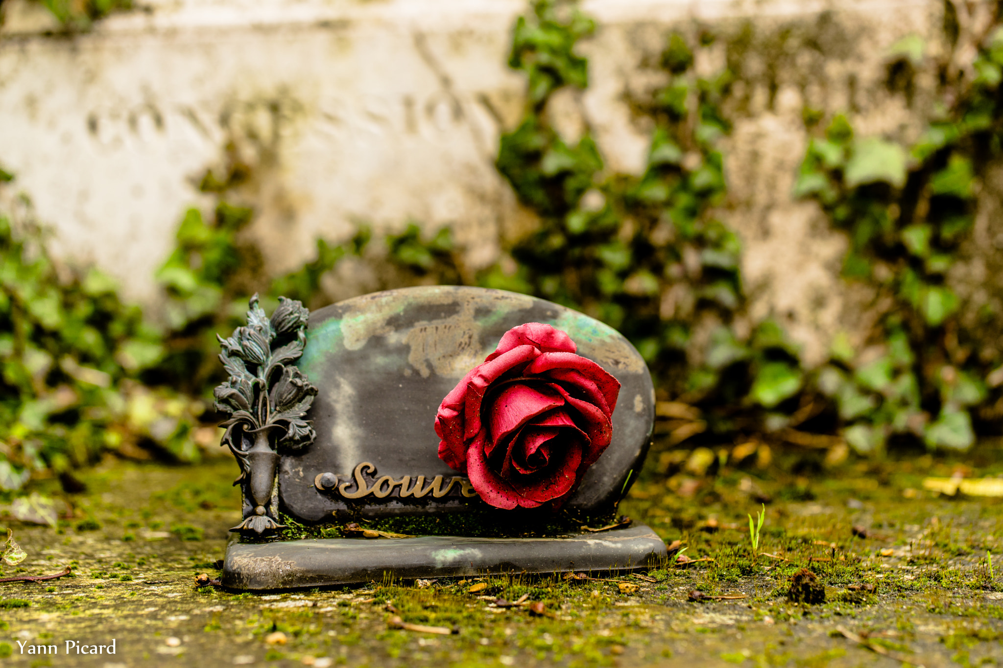 Sony a7 II + Canon EF 100mm F2.8L Macro IS USM sample photo. Dsc00387.jpg photography