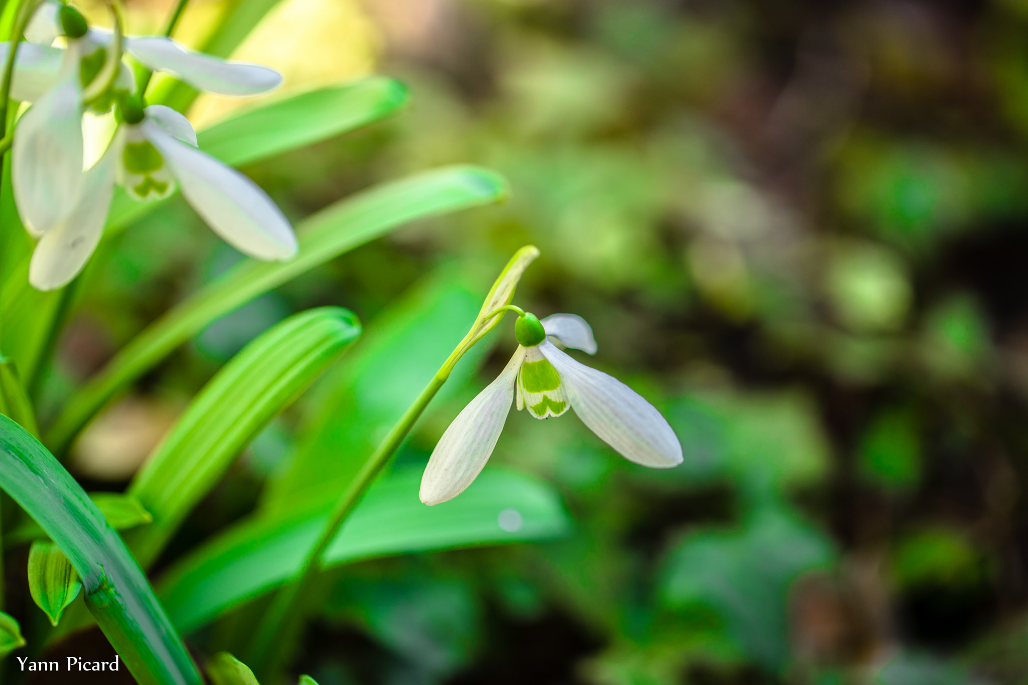 Sony a7 II + Canon EF 100mm F2.8L Macro IS USM sample photo. Dsc01695.jpg photography