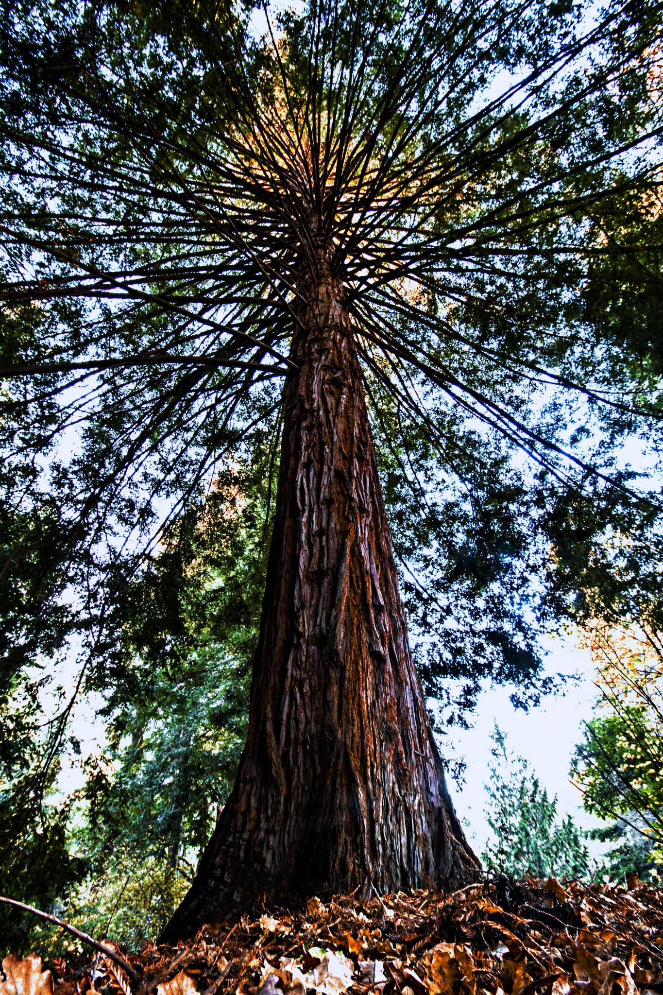 Canon EF-S 10-18mm F4.5–5.6 IS STM sample photo. Huge tree branches photography