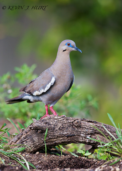 Canon EF 500mm f/4.5L sample photo. White-winged dove-1 photography