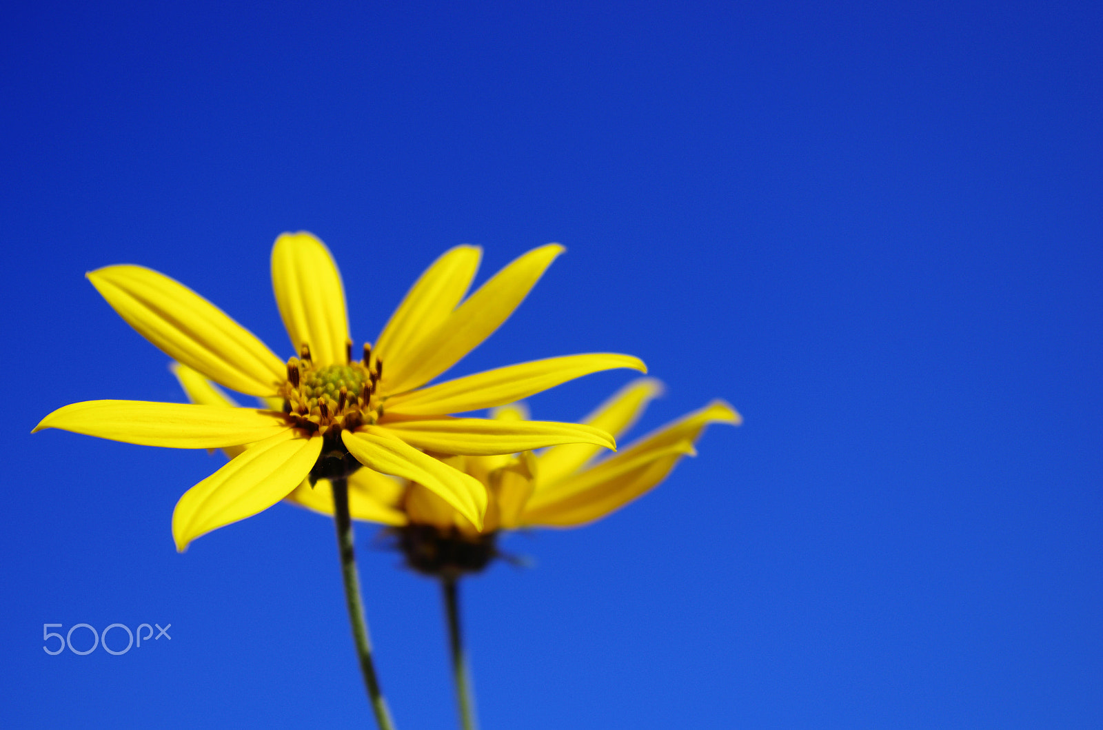 smc PENTAX-DA L 18-55mm F3.5-5.6 sample photo. Sunflower photography