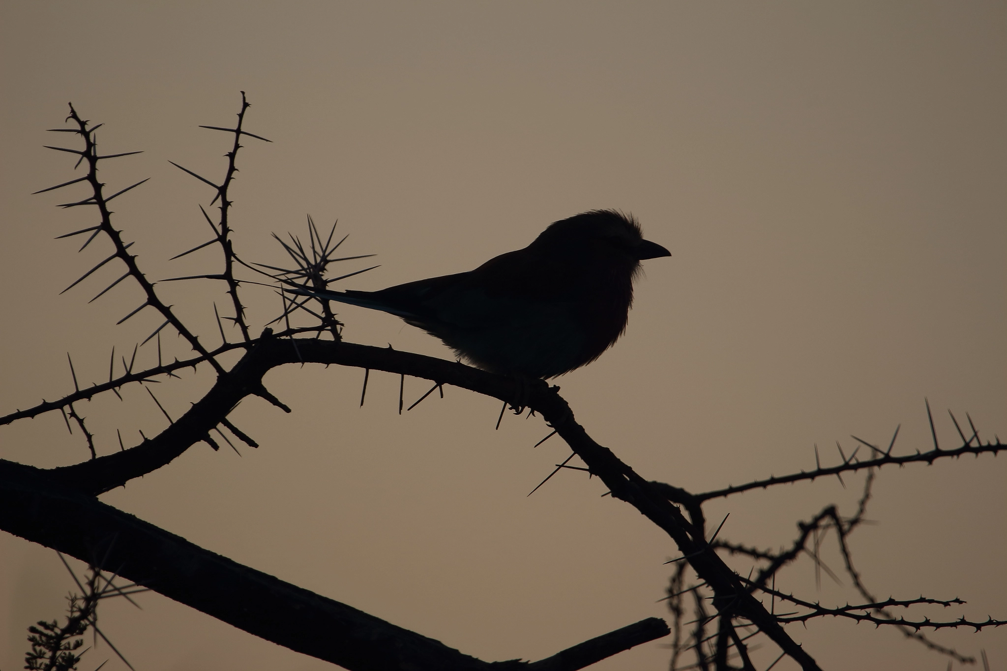Canon EF 100-400mm F4.5-5.6L IS USM sample photo. Silhouetted bird photography