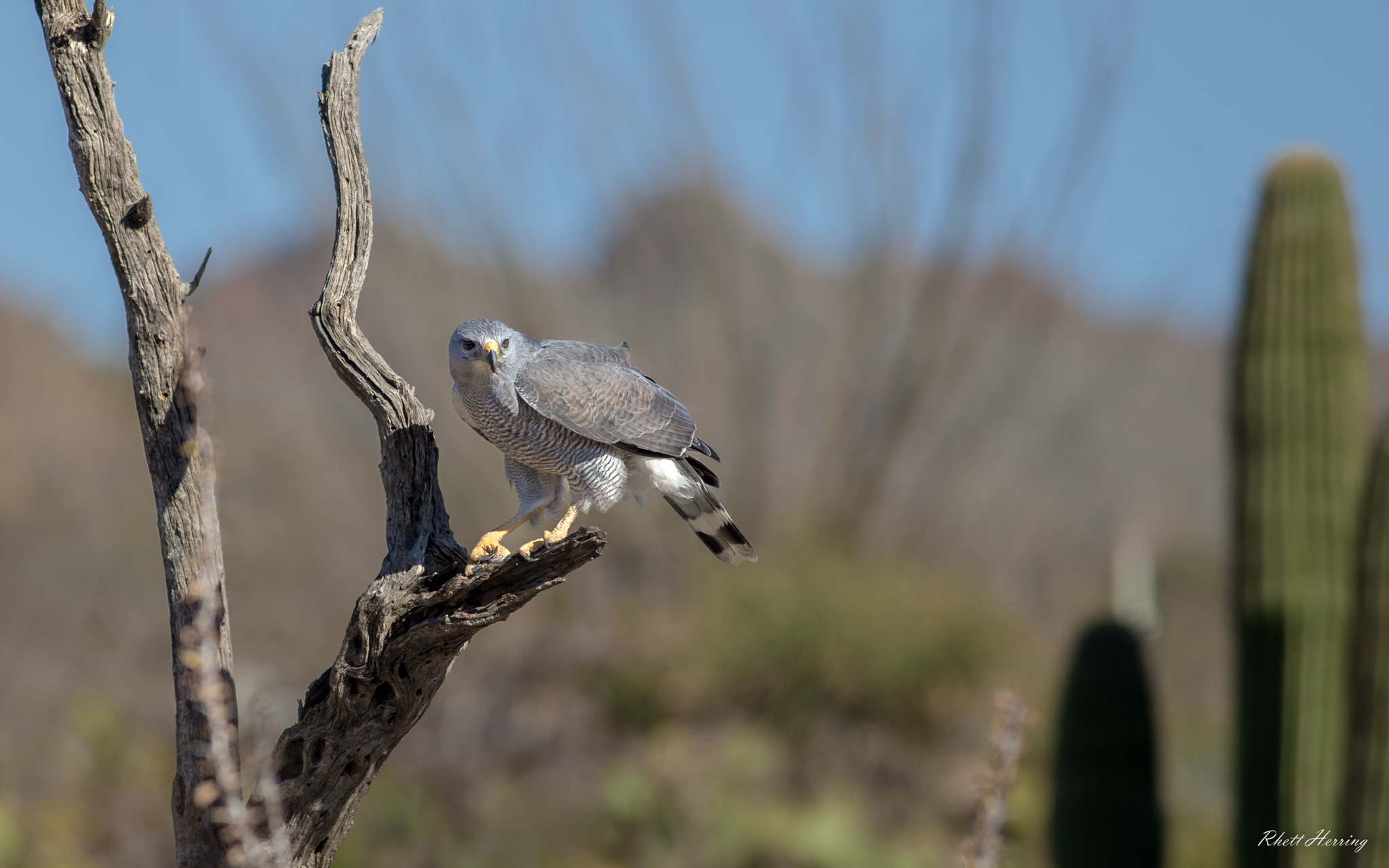 Canon EOS-1D X + Canon EF 400mm F5.6L USM sample photo. Gray hawk photography