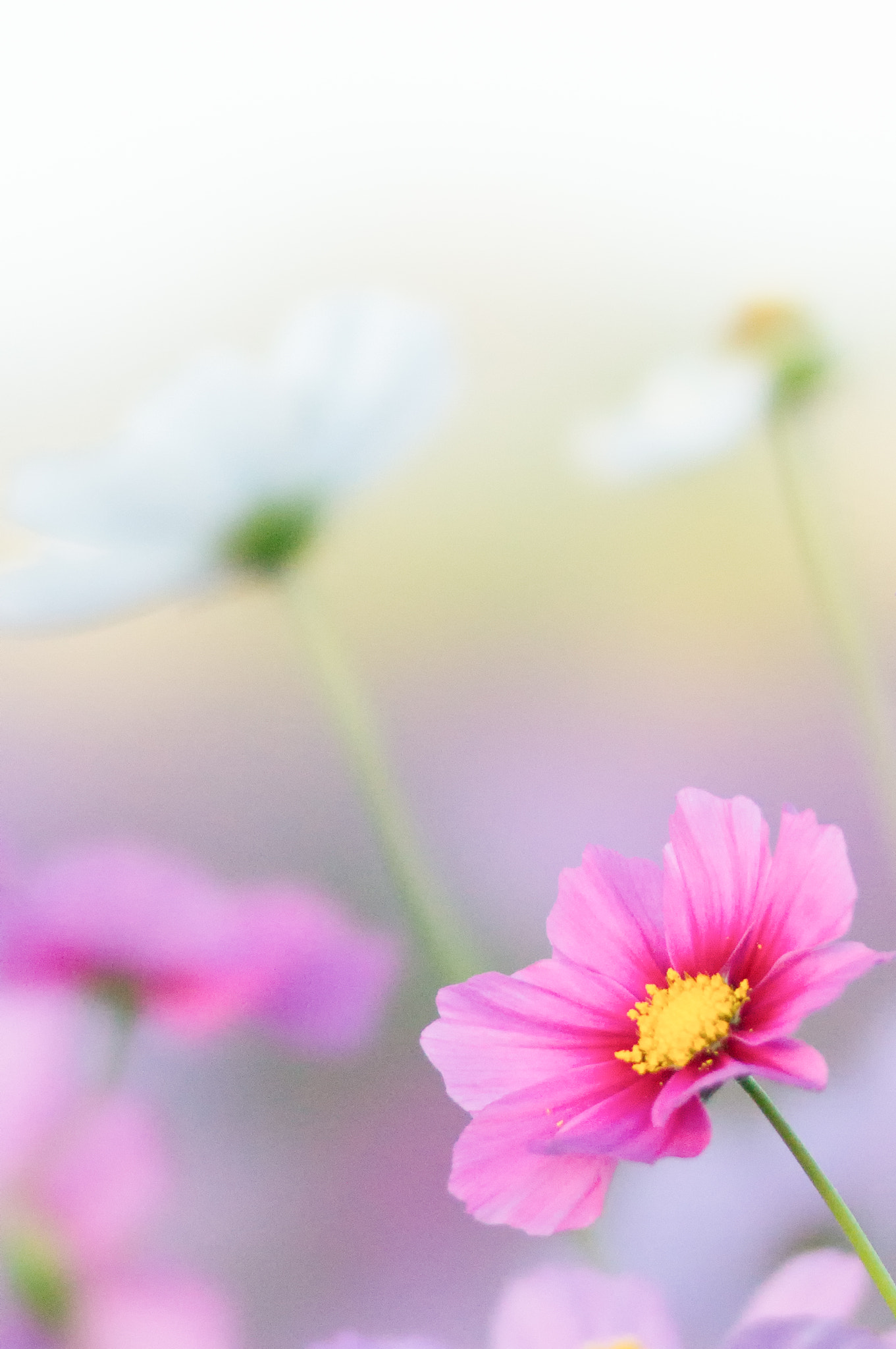 Sony 135mm F2.8 [T4.5] STF sample photo. Cosmos photography