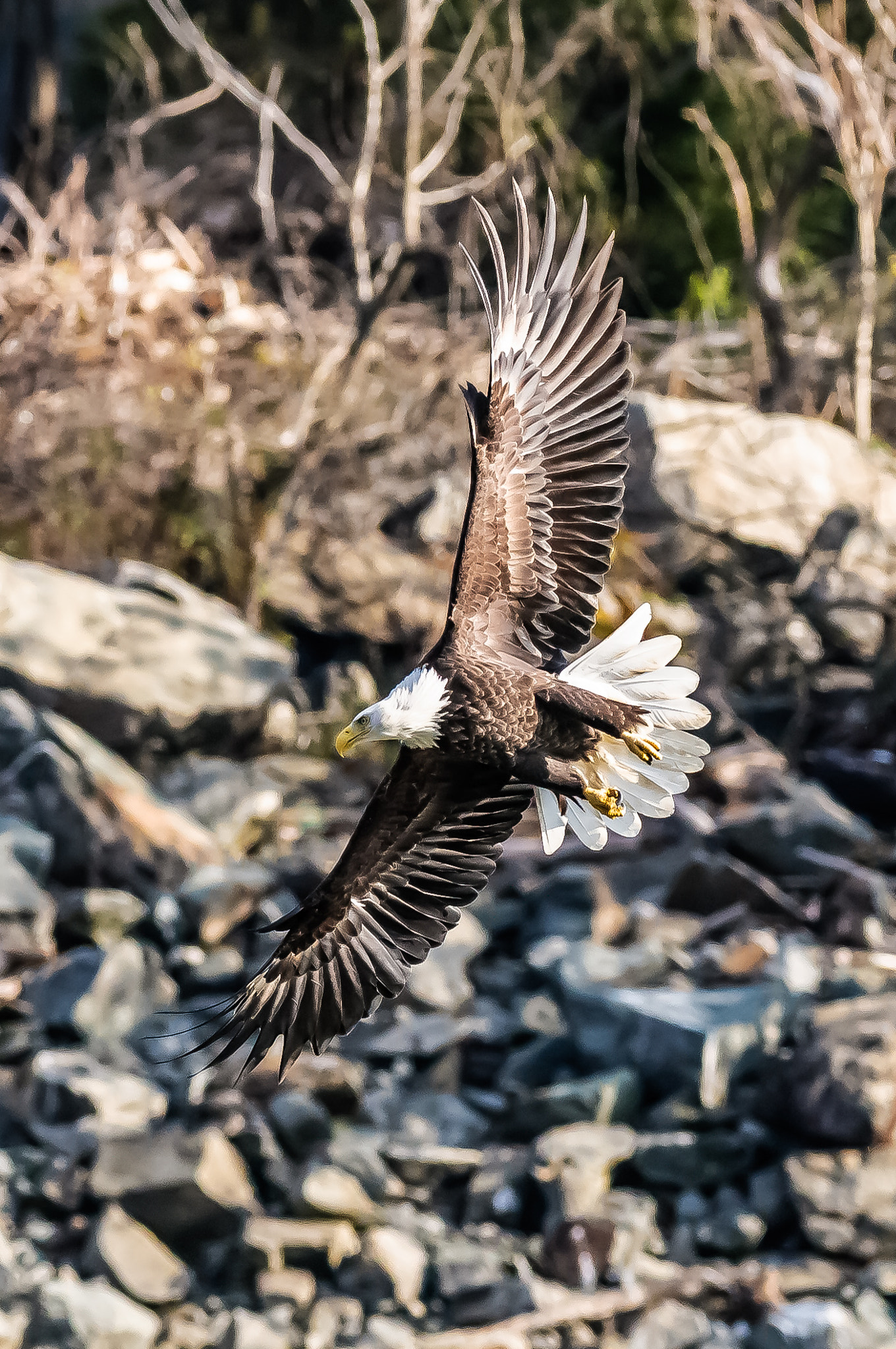 Nikon AF-S Nikkor 300mm F2.8G ED-IF VR sample photo. Bald eagle at conowingo photography