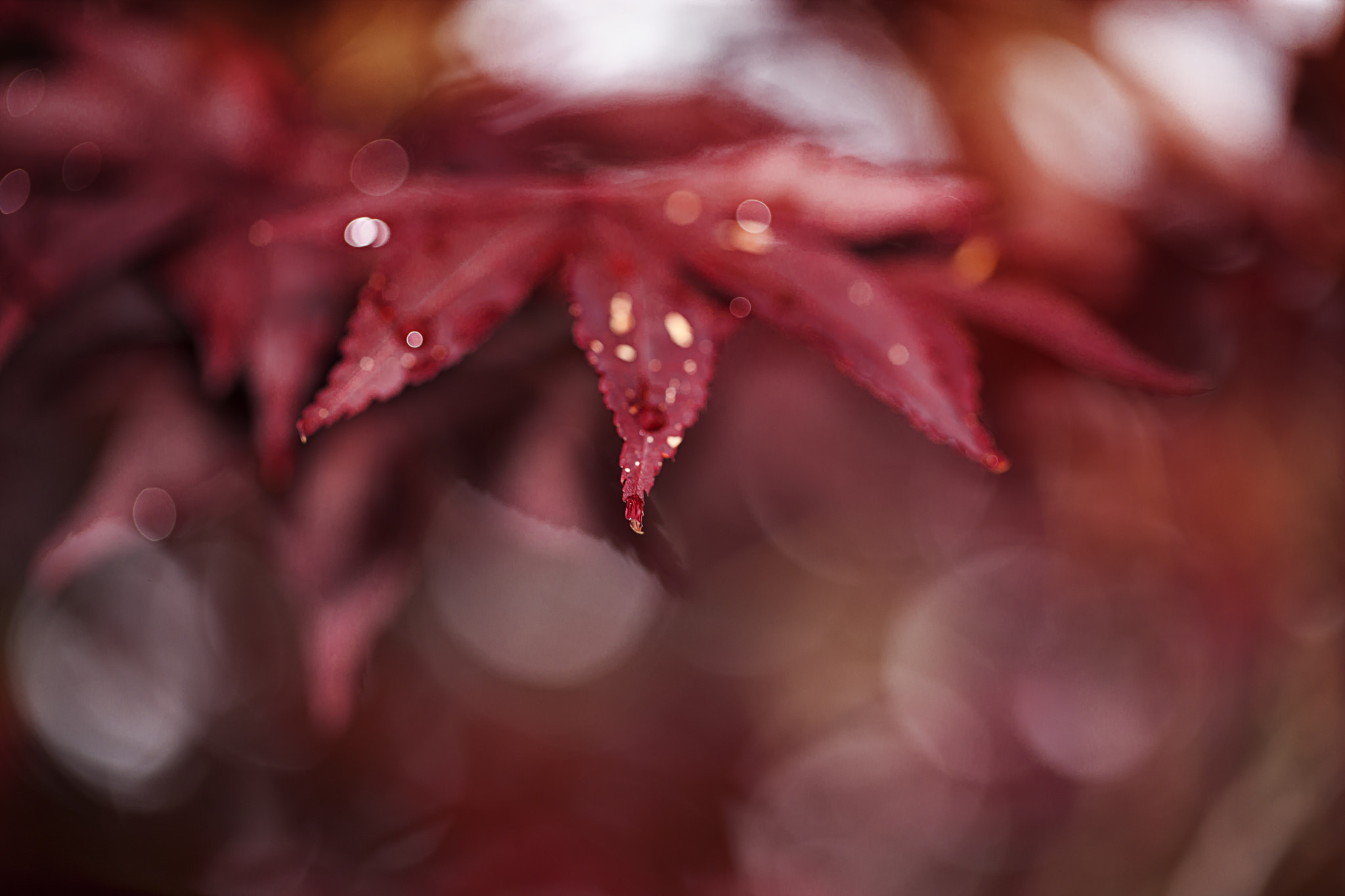 Canon EOS-1Ds Mark III sample photo. Abstract photography