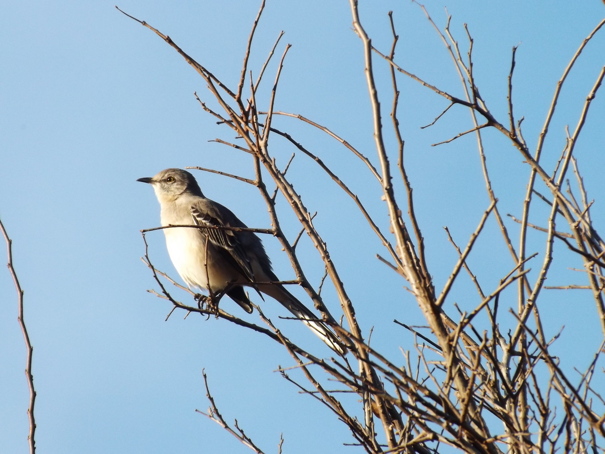 Fujifilm FinePix S4400 sample photo. Surfing bird photography