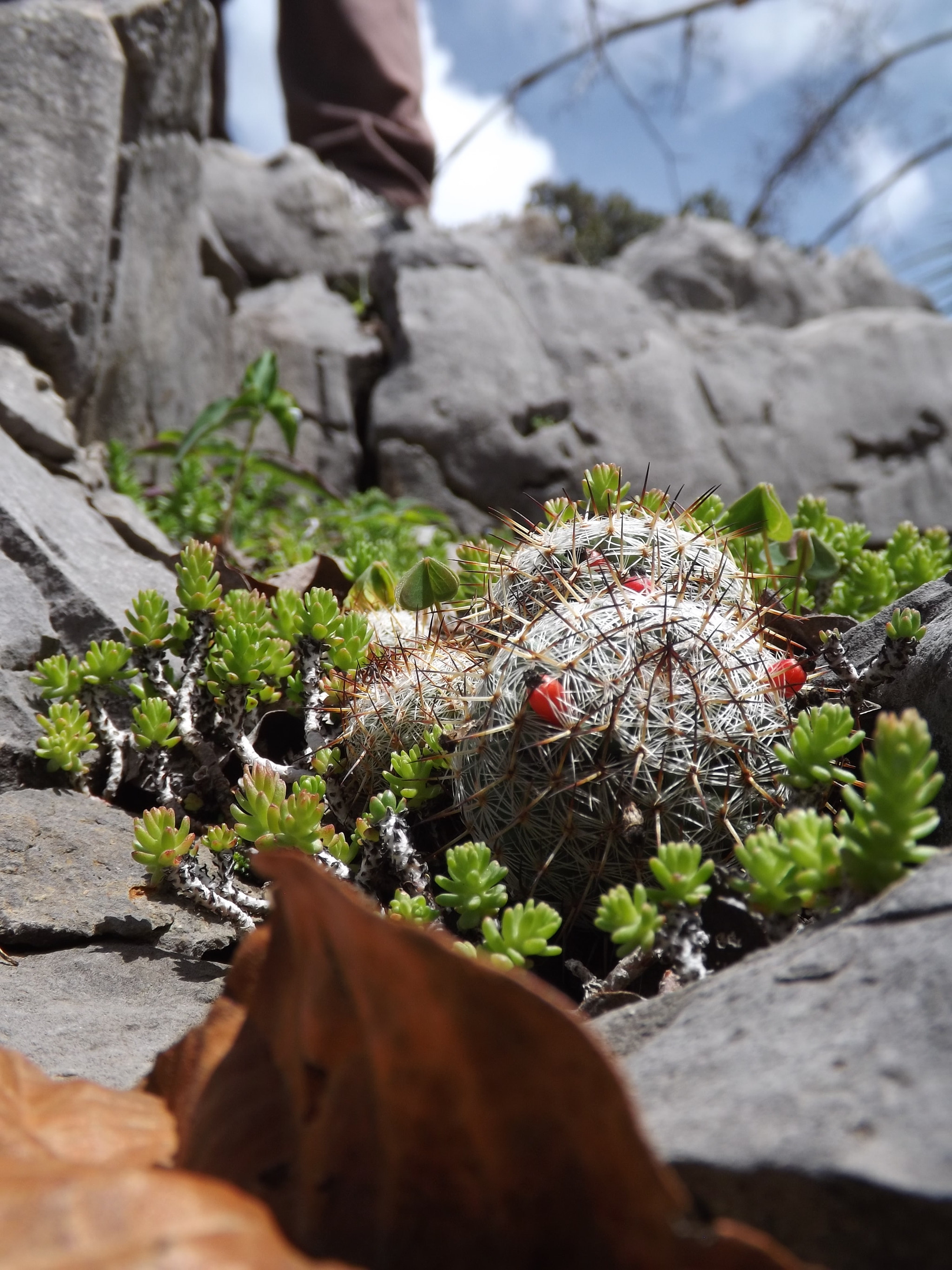 Fujifilm FinePix S4400 sample photo. Cactus photography