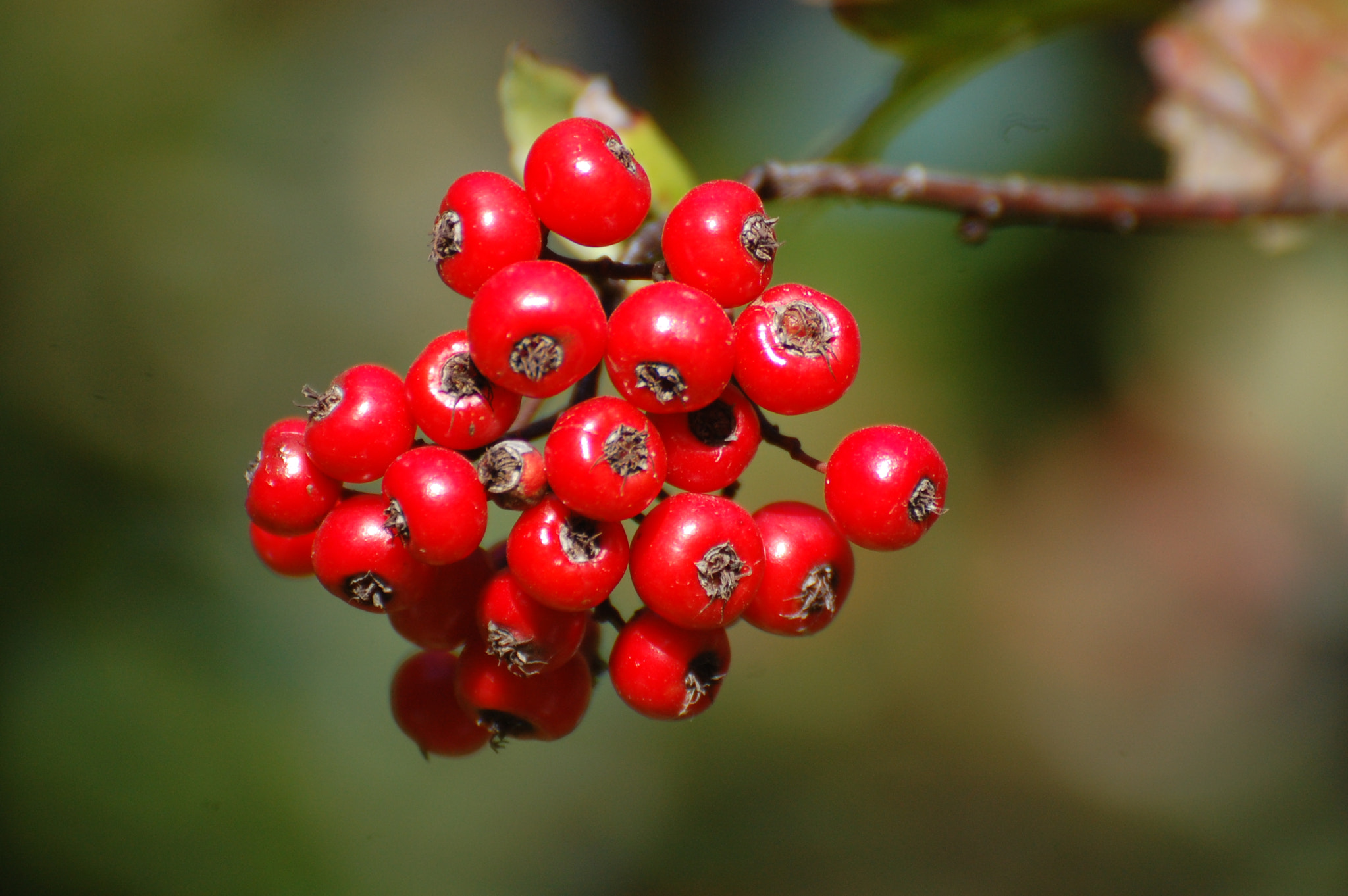 Nikon D40 sample photo. Mullberries photography