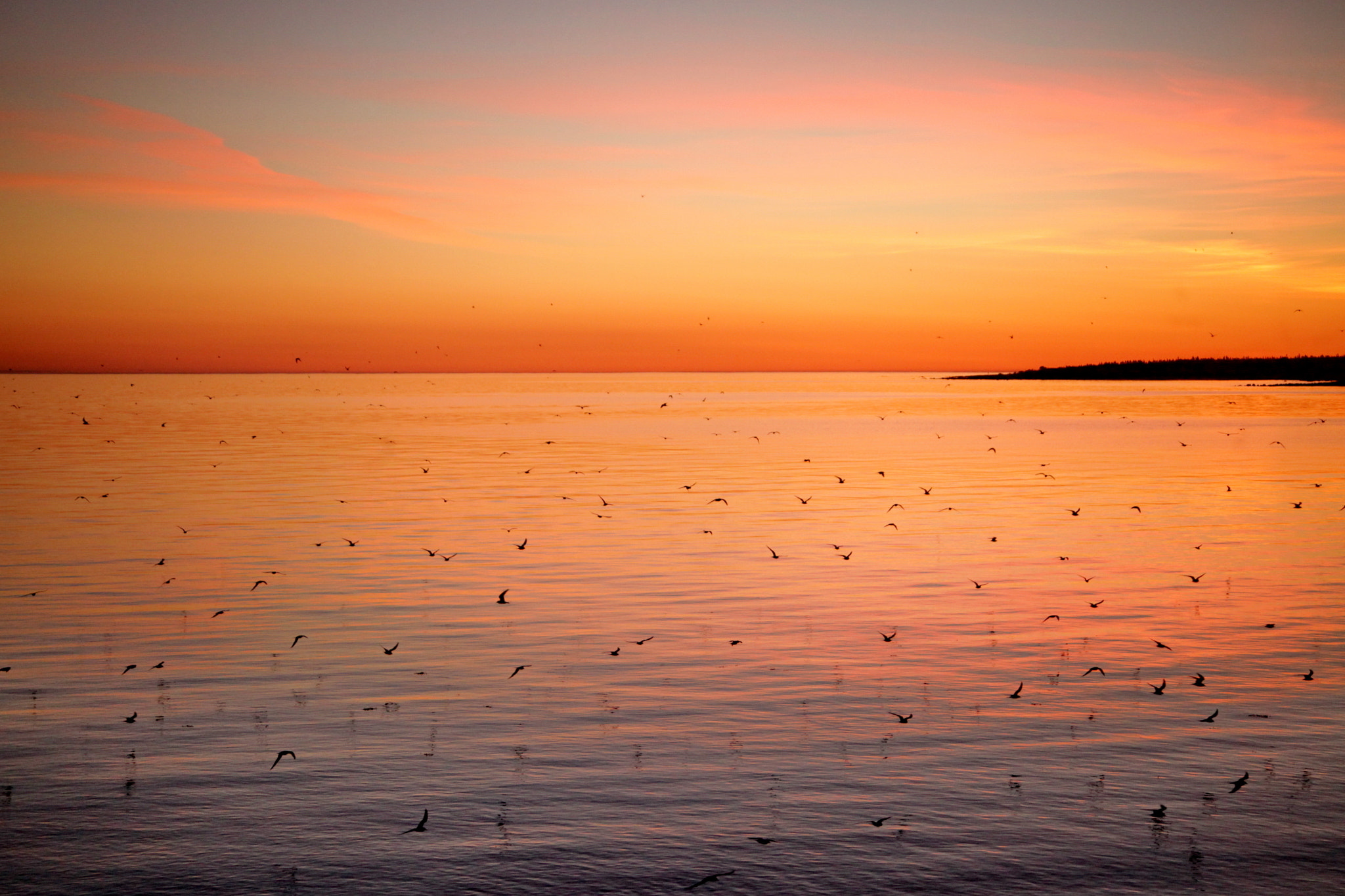Canon EF 28-70mm f/3.5-4.5 sample photo. Birds and sea photography