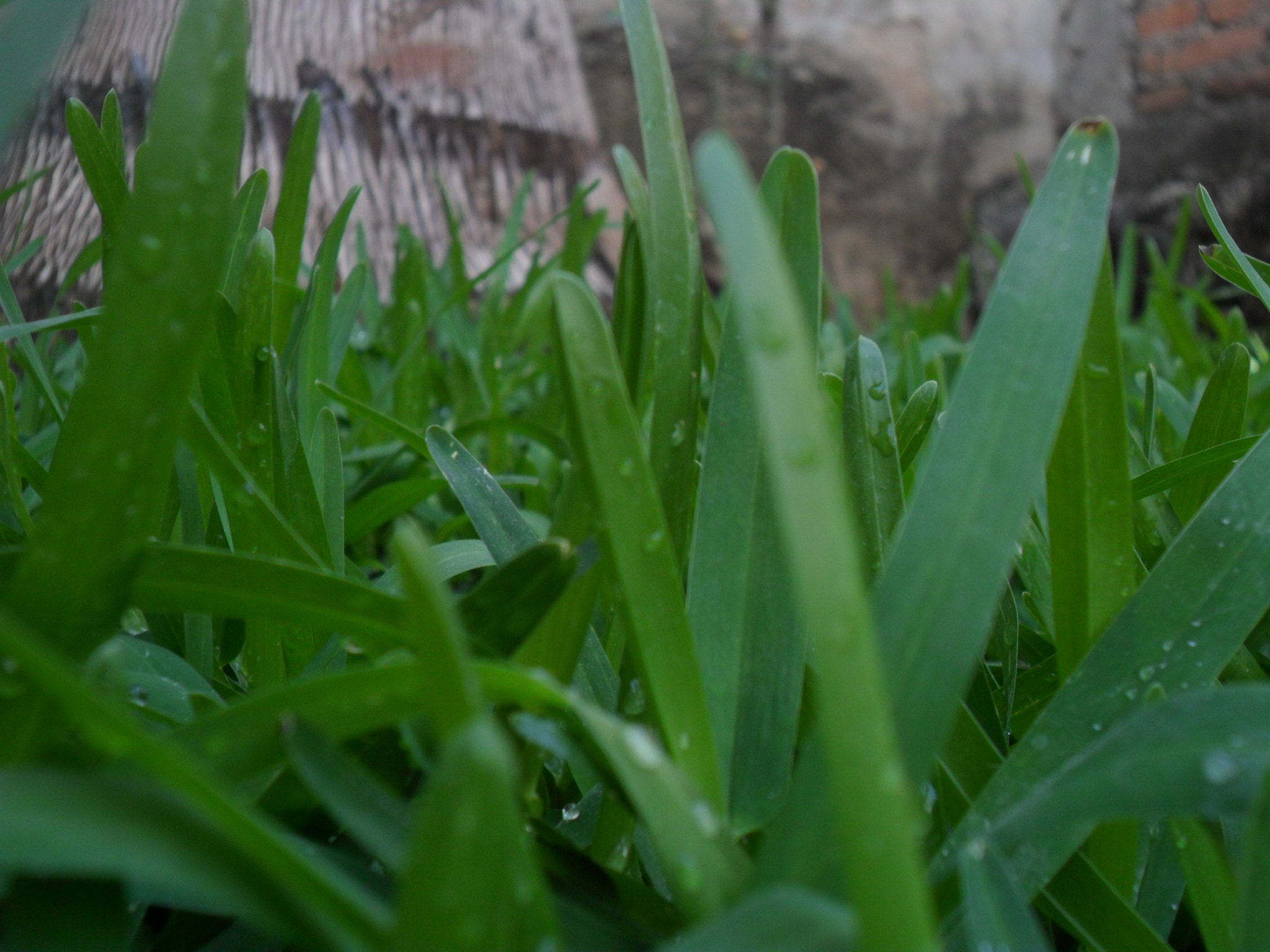 Samsung PL20,PL21 / VLUU PL20,PL21 sample photo. Verde photography