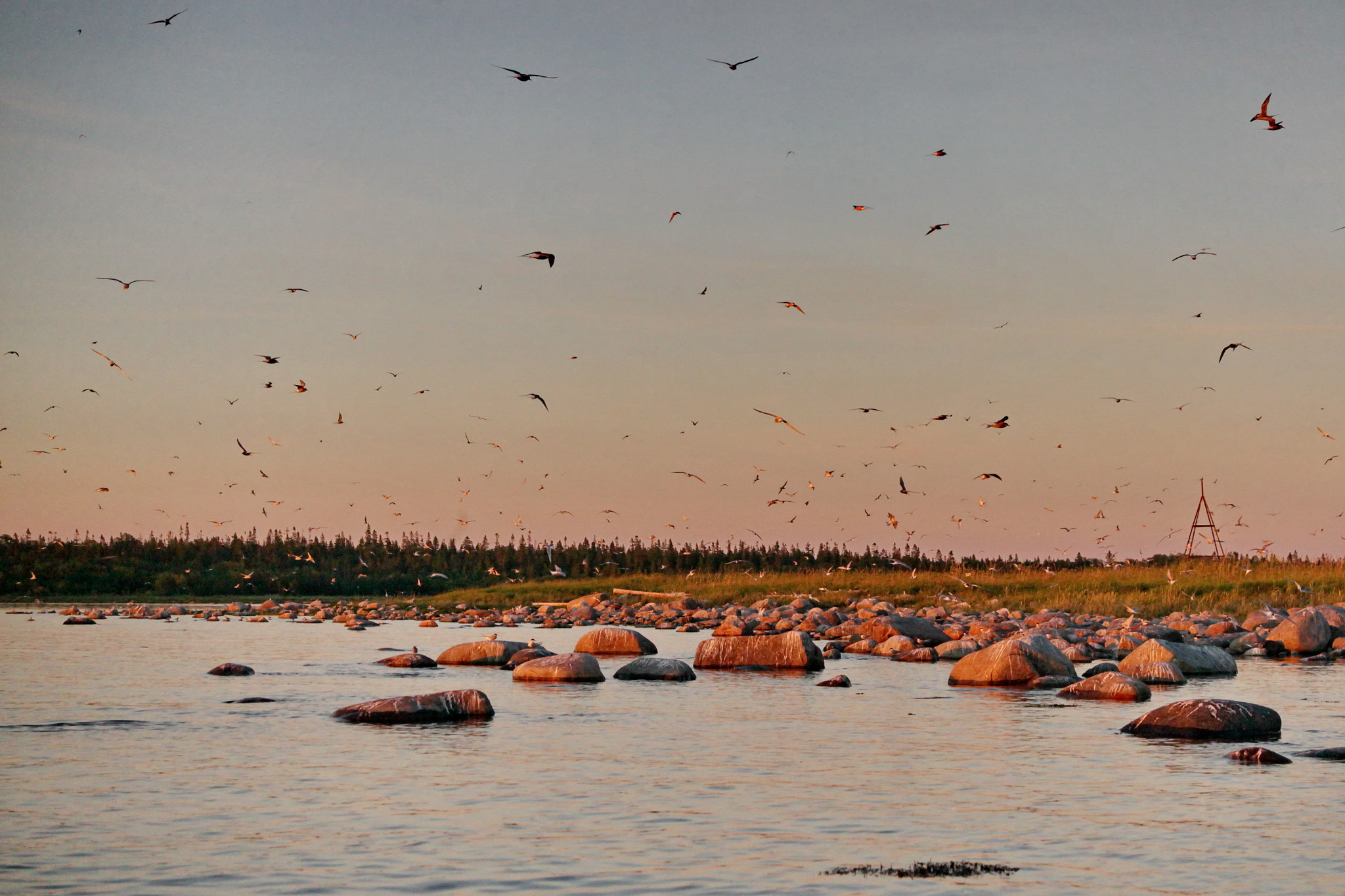 Canon EF 28-70mm f/3.5-4.5 sample photo. The colony of terns photography